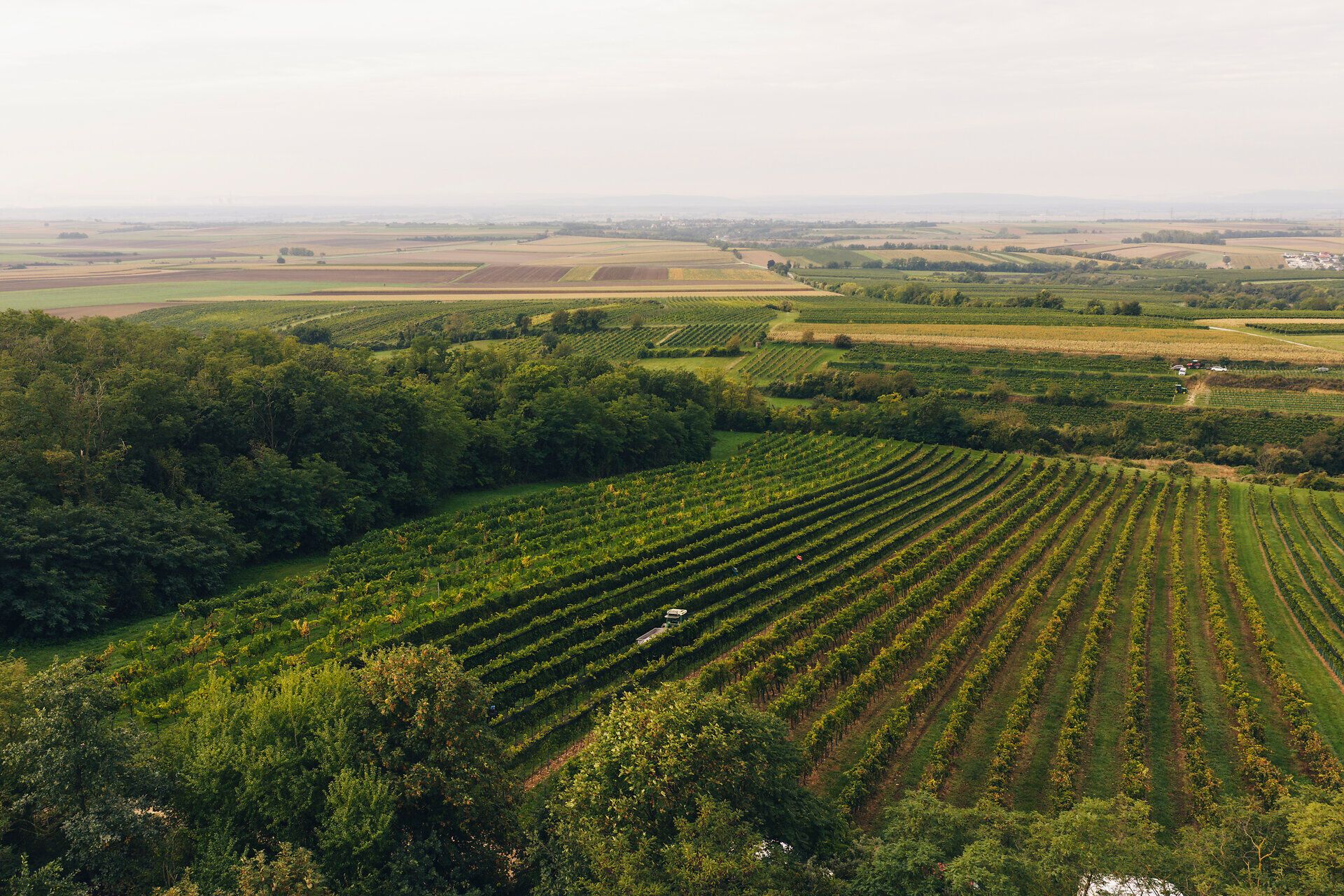 Luftaufnahme eines weitläufigen Weinbergs mit grünen Reben und umliegenden Feldern.