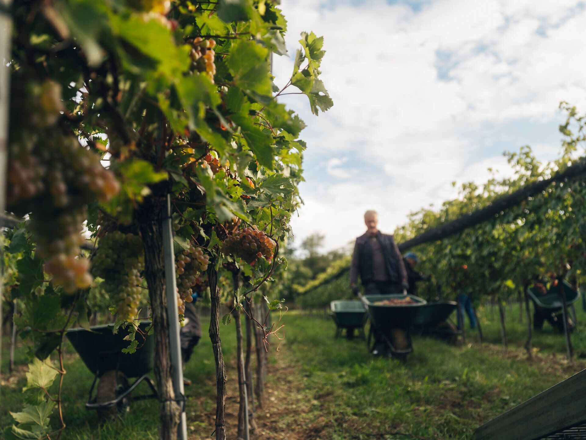 Personen arbeiten mit Scheibtruhen zwischen den Weinreben bei der Weinlese. Die Szene zeigt das Weingut Fritz in Zaussenberg am Wagram, Donau in Niederösterreich.