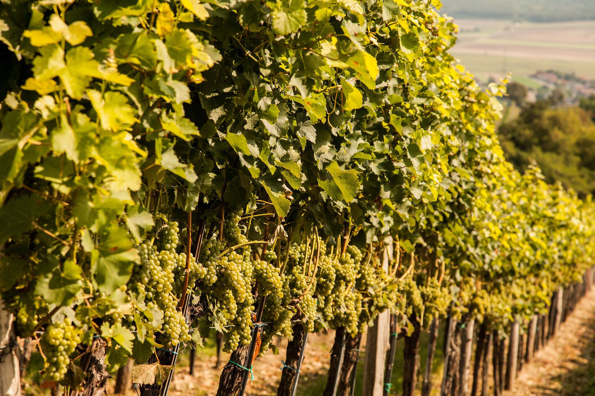 Die sanften Hügel sind mit üppigen Weinreben bedeckt, die in der warmen Herbstsonne leuchten. Die Trauben hängen schwer an den Reben und versprechen einen reichen Ertrag für die bevorstehenden Weinlese. Ein Spaziergang durch diese malerische Landschaft lädt dazu ein, die frische Luft und die Aromen des Weins zu genießen.