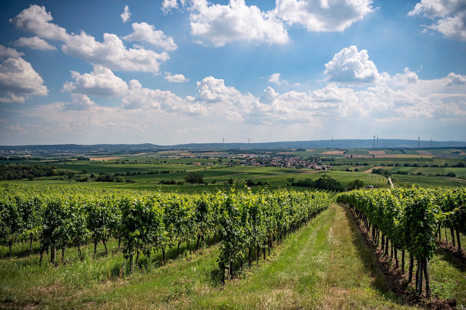 Die sanften Hügel und üppigen Weinreben laden zu einem entspannten Sommerausflug ein. Die malerische Landschaft strahlt Ruhe und Harmonie aus, während die Wolken am Himmel ein faszinierendes Schauspiel bieten.