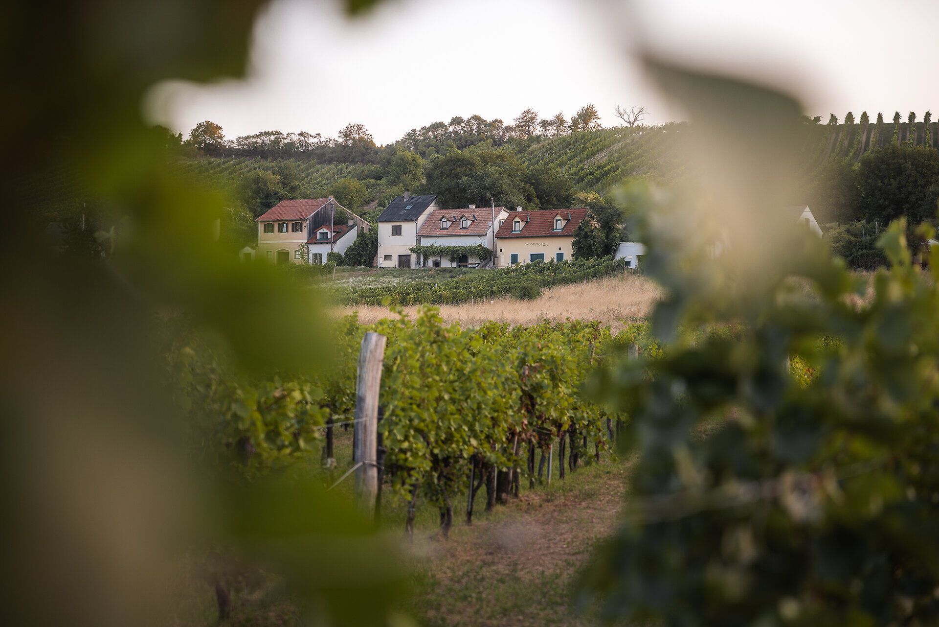 Durch das Weinlaub fällt der Blick auf Presshäuser und Keller, die sich zu einer einzeiligen Kellergasse aneinander reihen. Die Kellergasse liegt eingebettet in Weingärten.