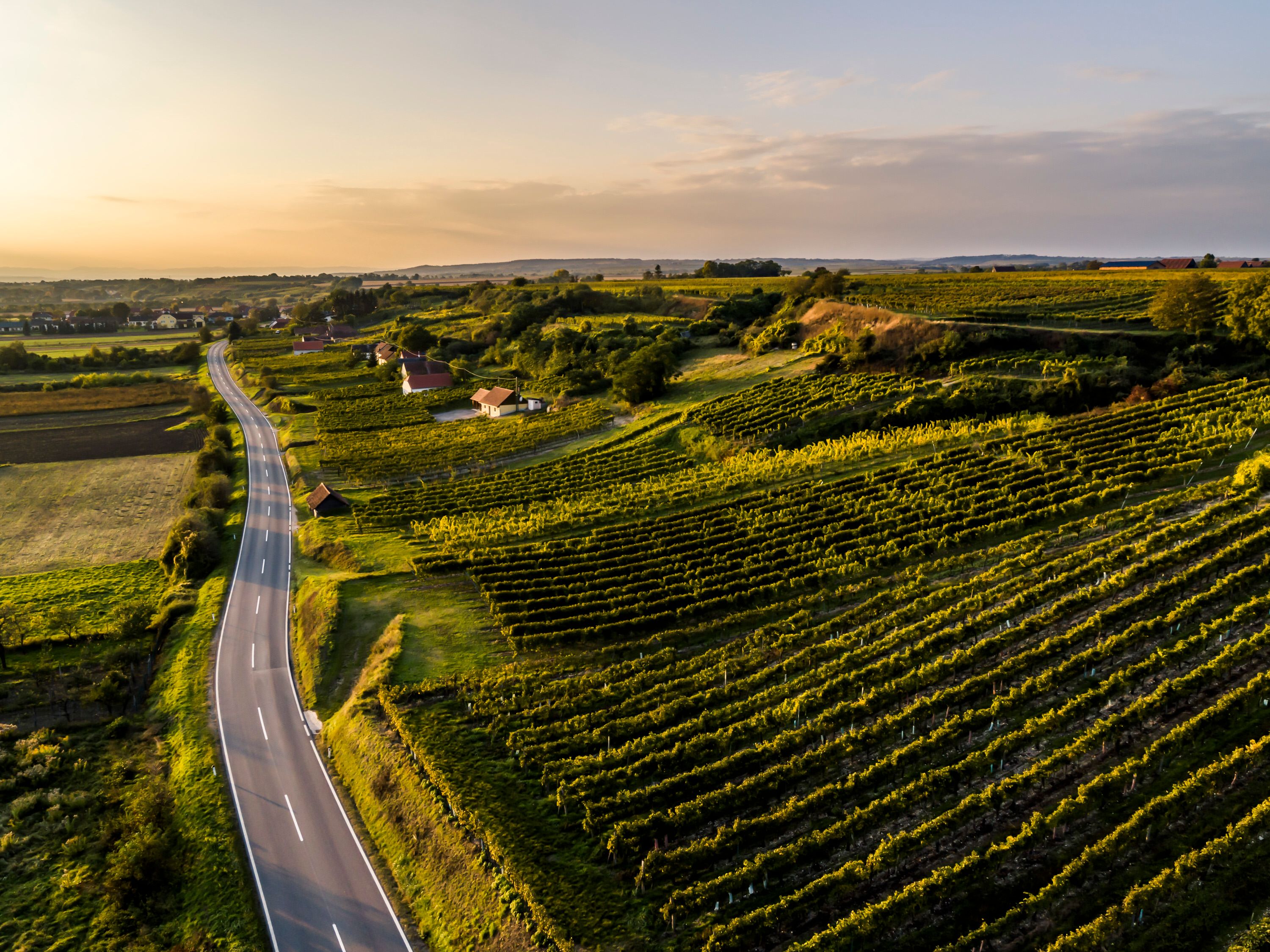 Luftaufnahme von Weingärten