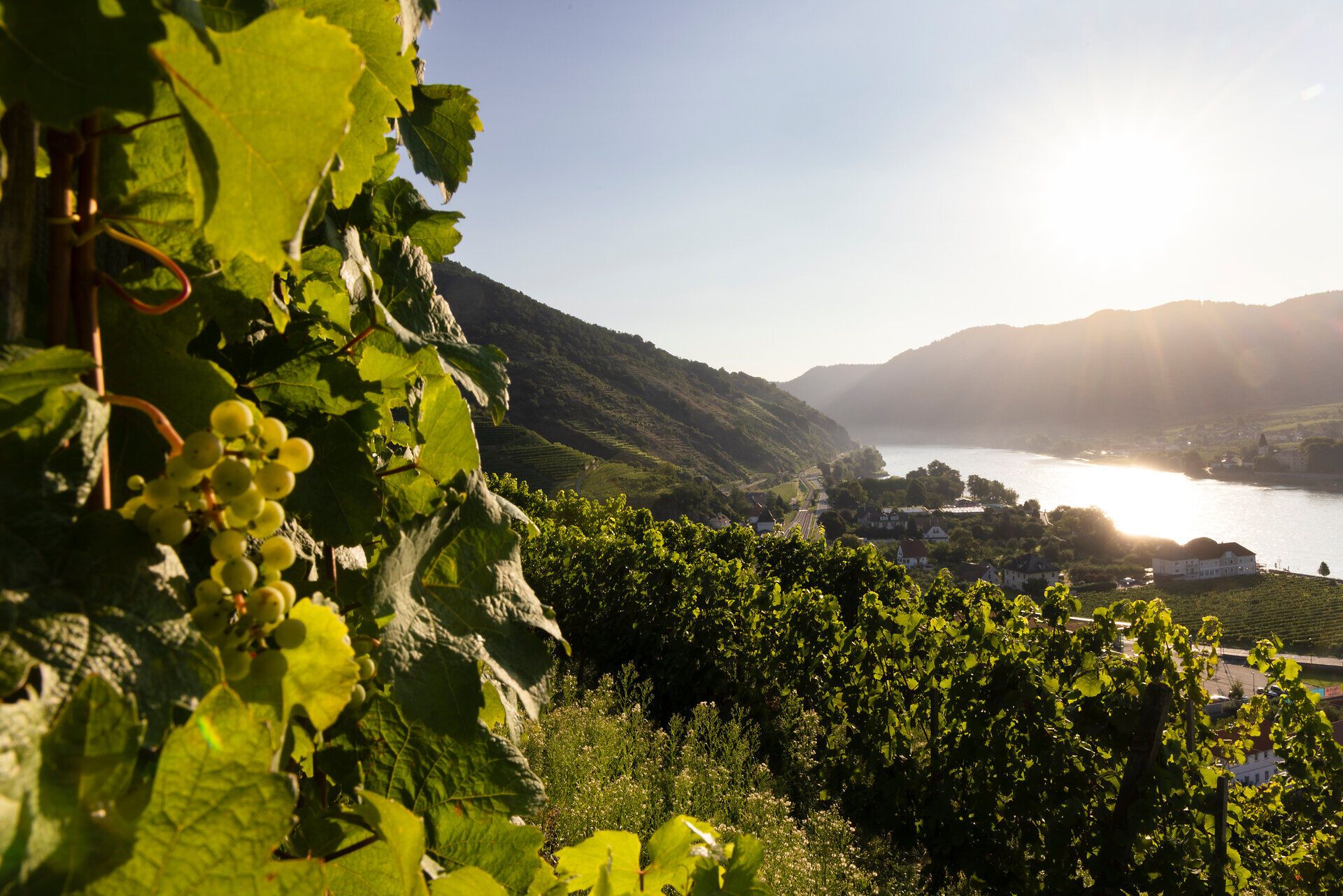 Blick auf die Donau mit grünen Weinreben