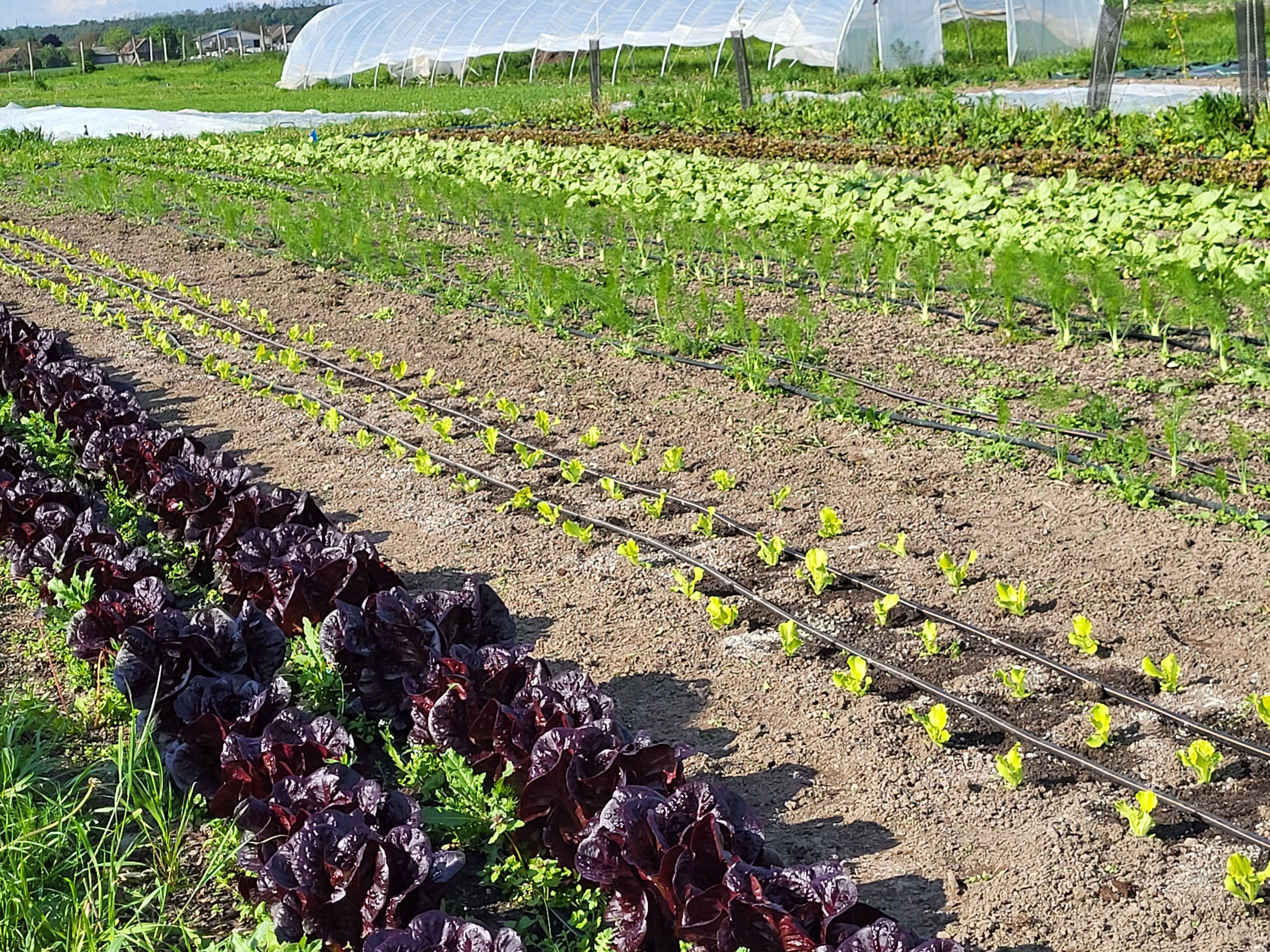 Gemüsebeete mit verschiedenen Salat- und Gemüsesorten in Reihenanbau.