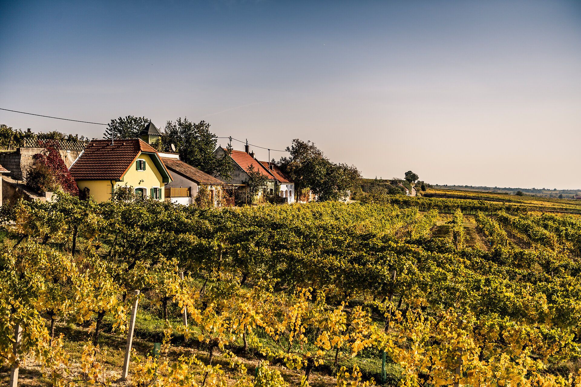 WNK, Feuersbrunn am Wagram, Herbstlandschaft, Herbst, Robert Herbst