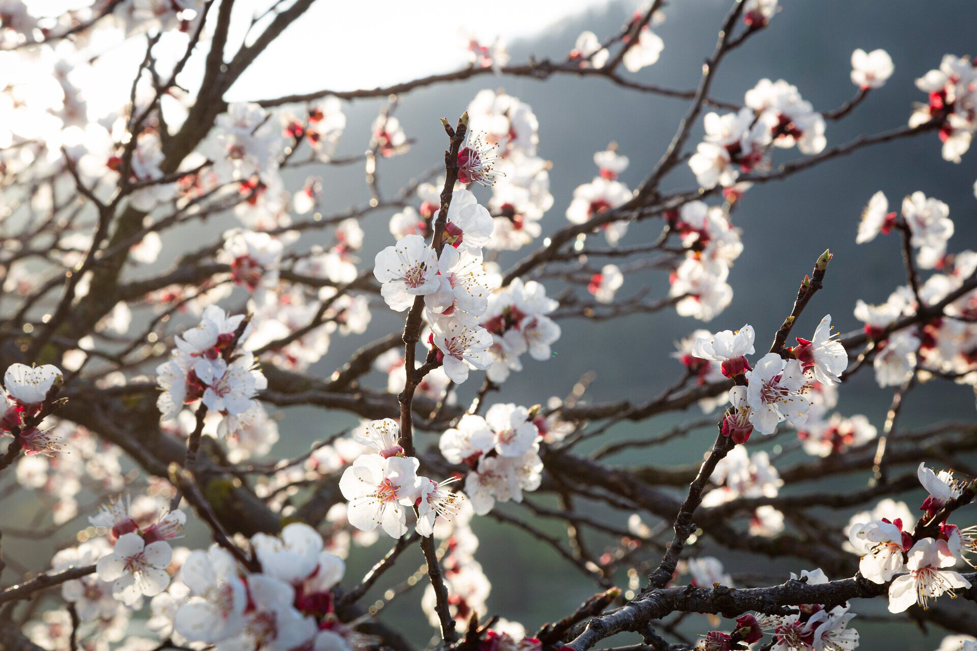 Blühende Marillenzweige im Detail