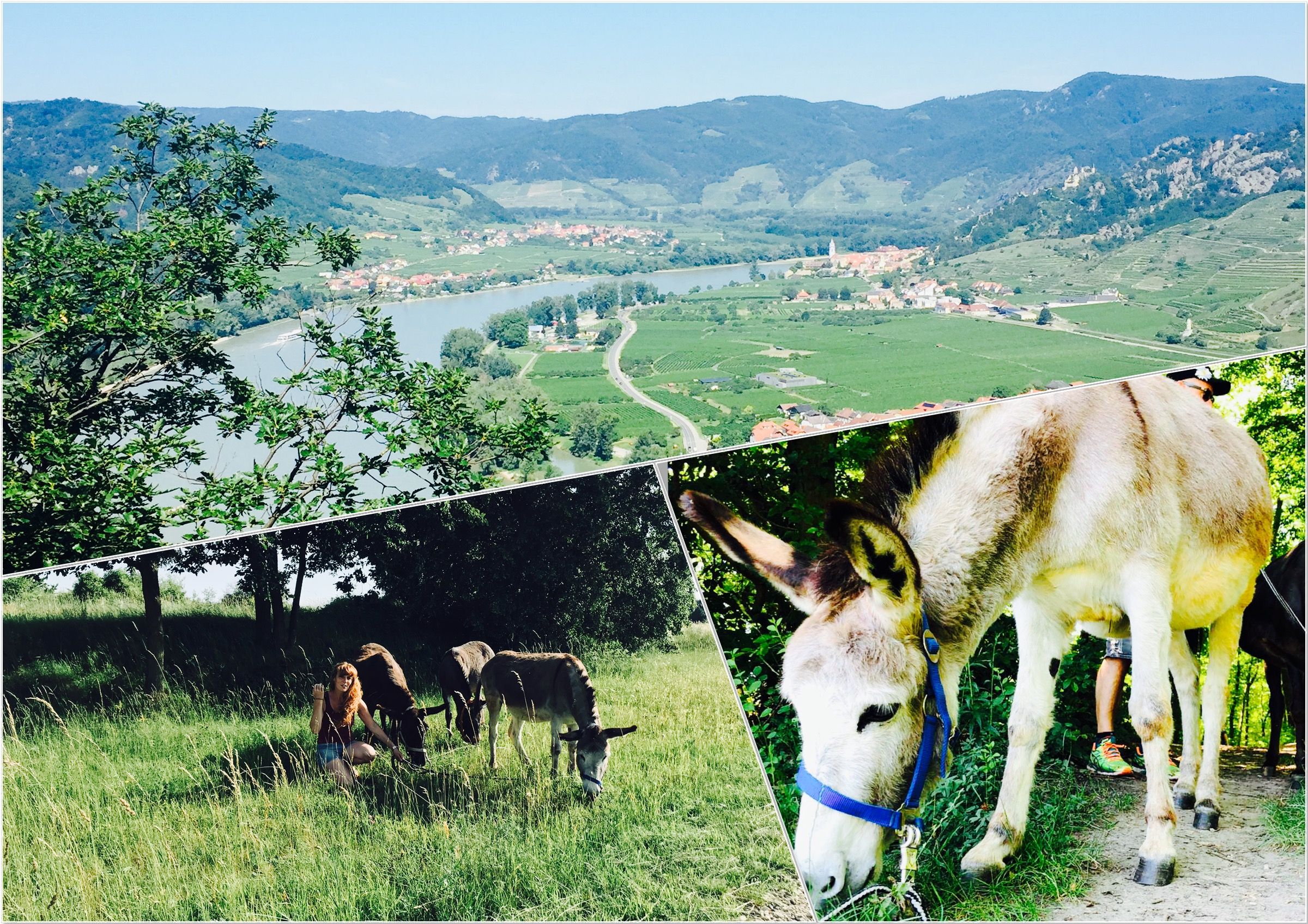 Donkey hike collage