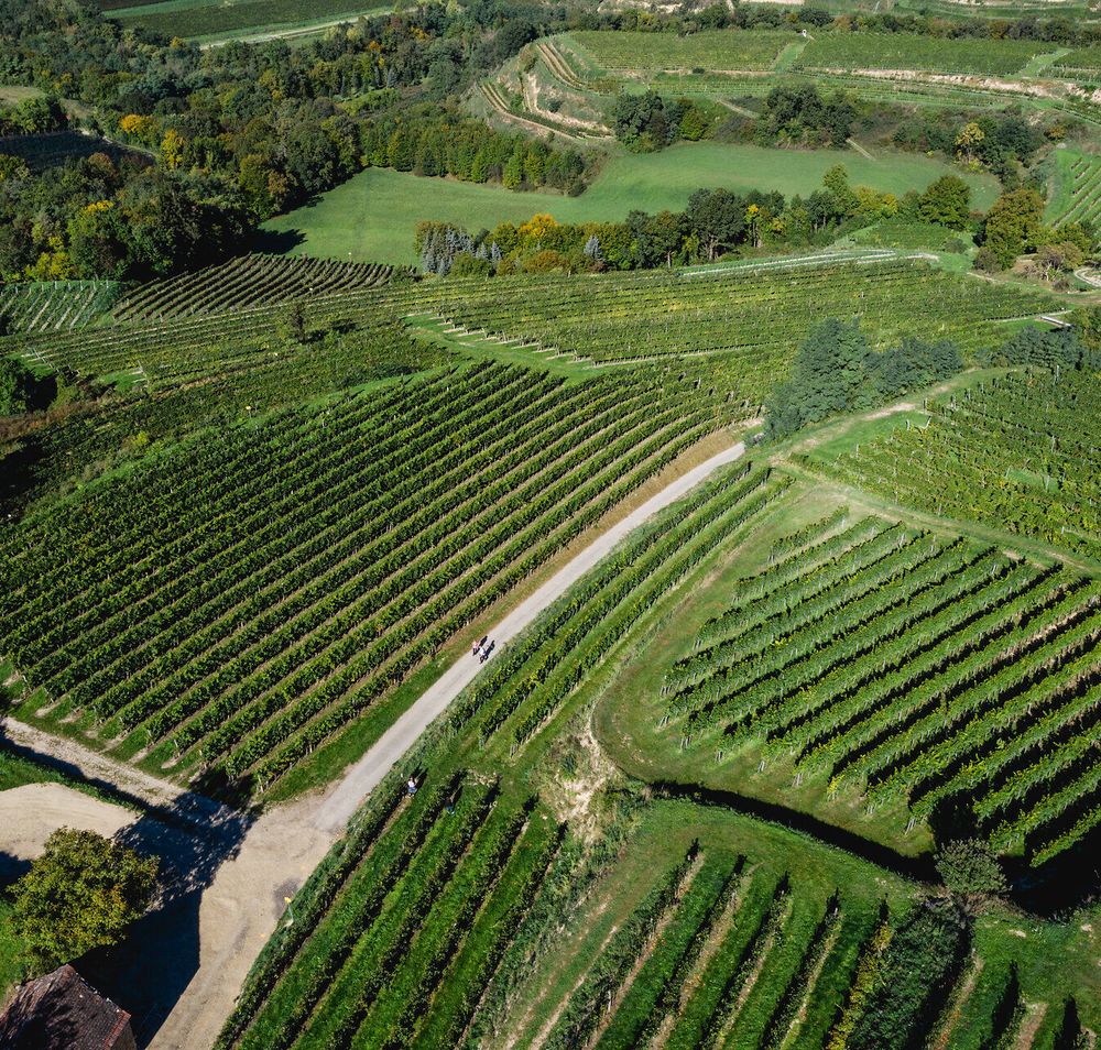 Grüne Weinrieden mit einer Drohne von oben aufgenommen.