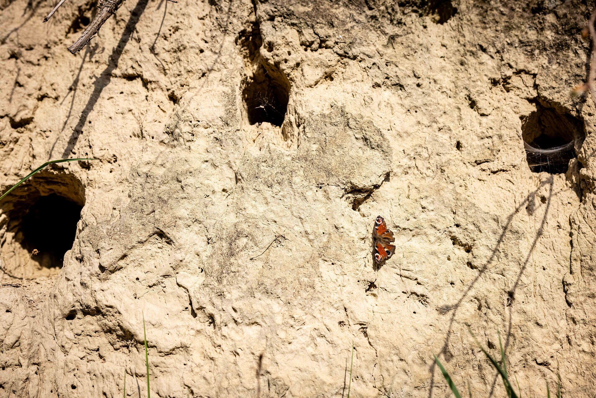 Die sanfte Hügelkette strahlt in warmen Herbsttönen, während die bunten Blätter der Weinreben im Sonnenlicht leuchten. Ein Schmetterling tanzt über die Erde, die von den Kellergassen geprägt ist, und lädt dazu ein, die Ruhe und Schönheit der Natur zu genießen.
