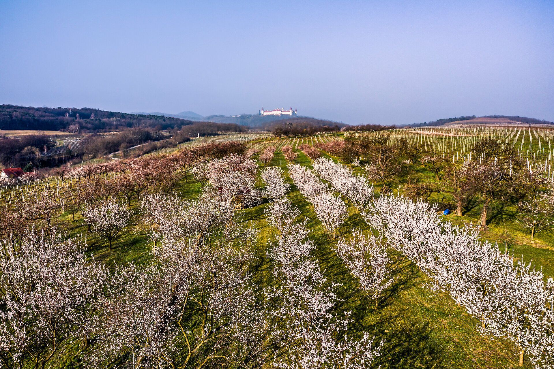 Inmitten blühender Marillenbäume entfaltet sich ein zauberhaftes Frühlingspanorama. Die zarten weißen Blüten strahlen im Sonnenlicht und laden dazu ein, die frische Luft und die Schönheit der Natur zu genießen. Ein Ort der Ruhe und Inspiration, ideal für einen unvergesslichen Ausflug.