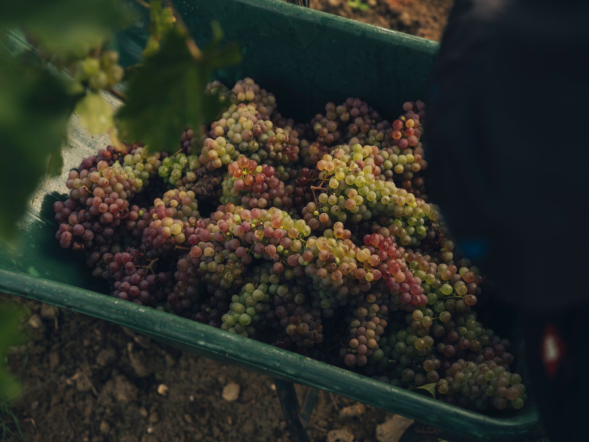 Eine mit Trauben gefüllte Scheibtruhe steht zwischen den Weinreben. Die Weinlese findet im Weingut Fritz in Zaussenberg am Wagram, Donau in Niederösterreich, statt.
