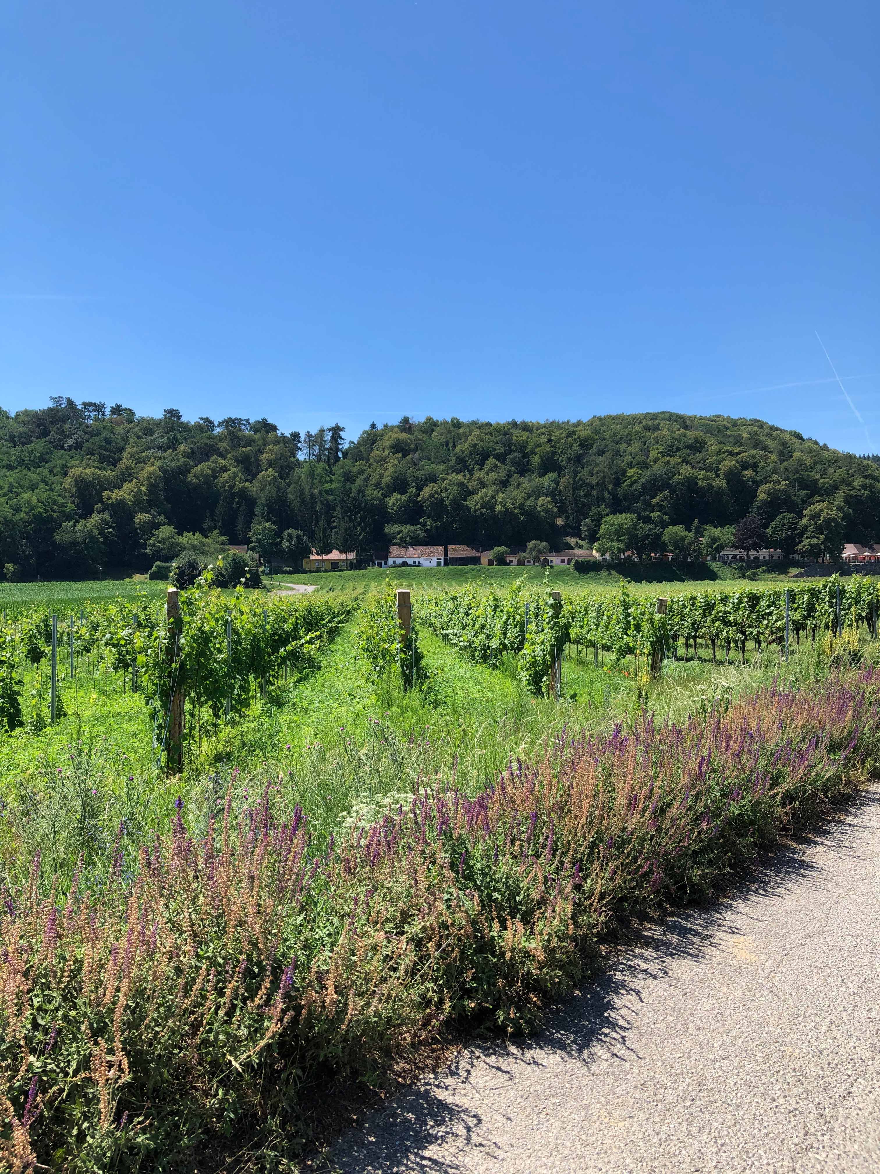 Weinberge mit Wald im Hintergrund unter klarem Himmel.