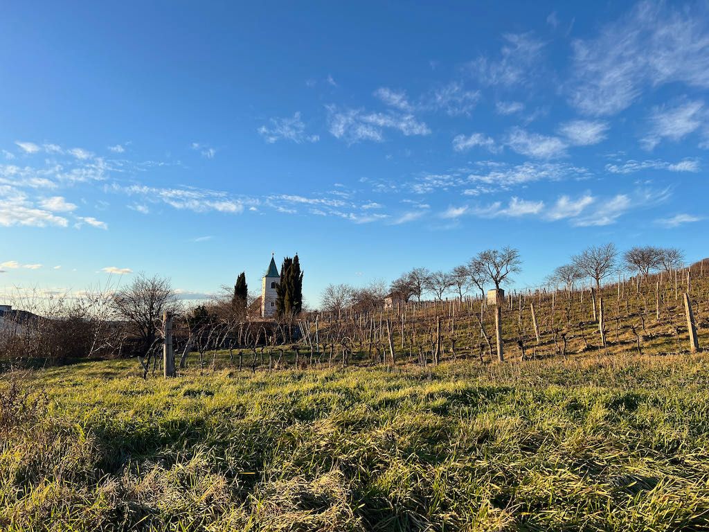 Weinberg mit Kirche im Hintergrund unter blauem Himmel.
