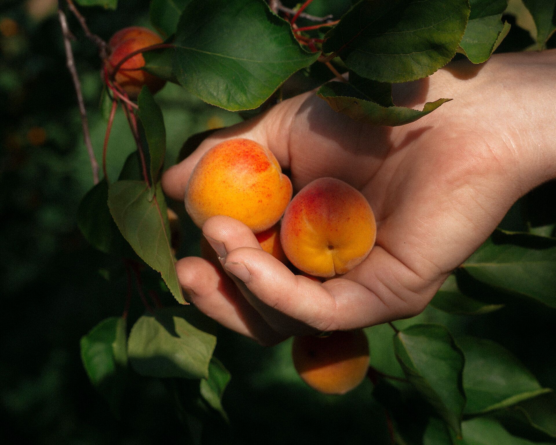 Eine Hand hält sanft drei reife, orangefarbene Marillen, die von einem Baum mit dunkelgrünen Blättern gepflückt wurden. Das Bild betont die Frische und Natürlichkeit der Früchte, eingebettet in ein weiches, warmes Licht, das die lebendigen Farben und die Textur der Marillen hervorhebt.