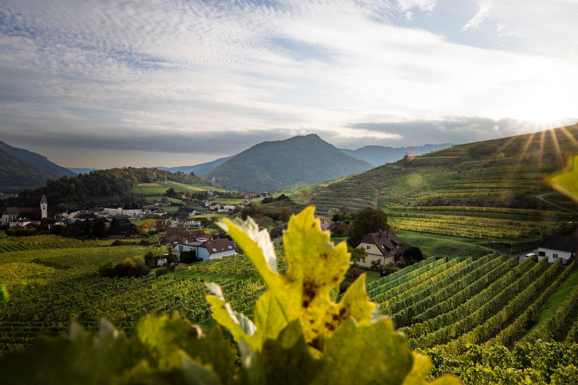 Weinreben in der Wachau im Herbst