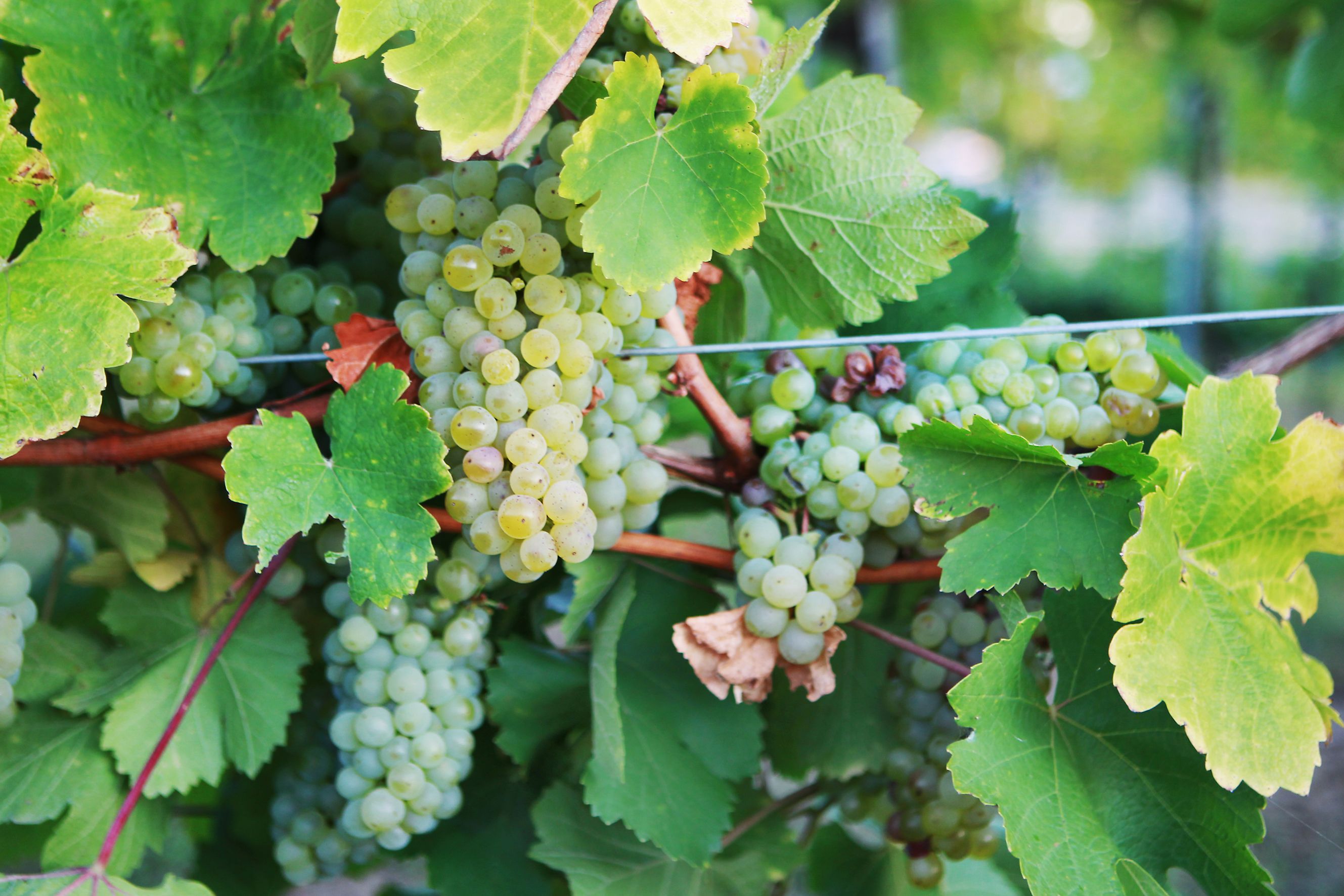 Nahaufnahme von grünen Weintrauben an einem Rebstock mit grünen Blättern.