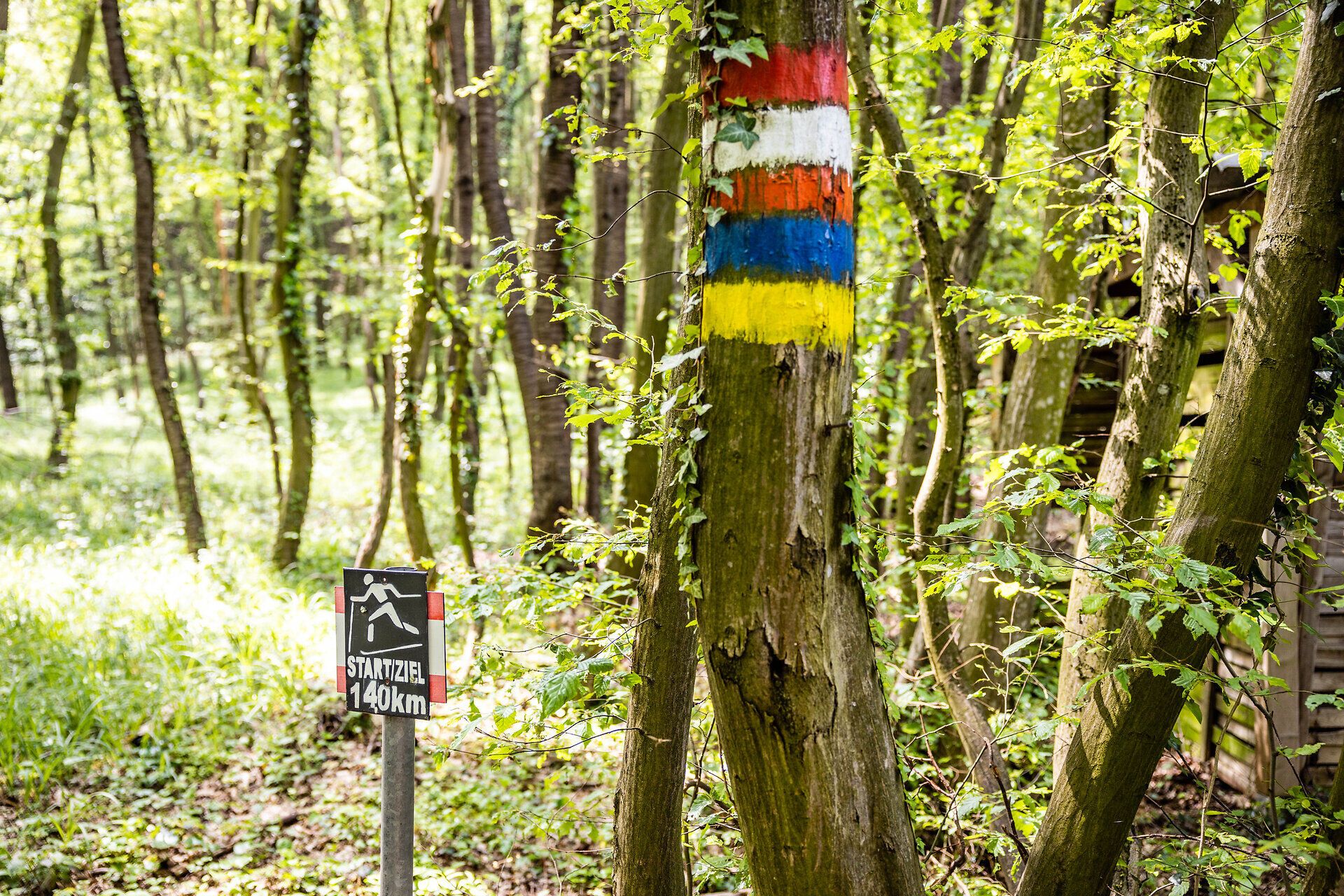 Baum mit bunten Markierungen in einem Wald. 