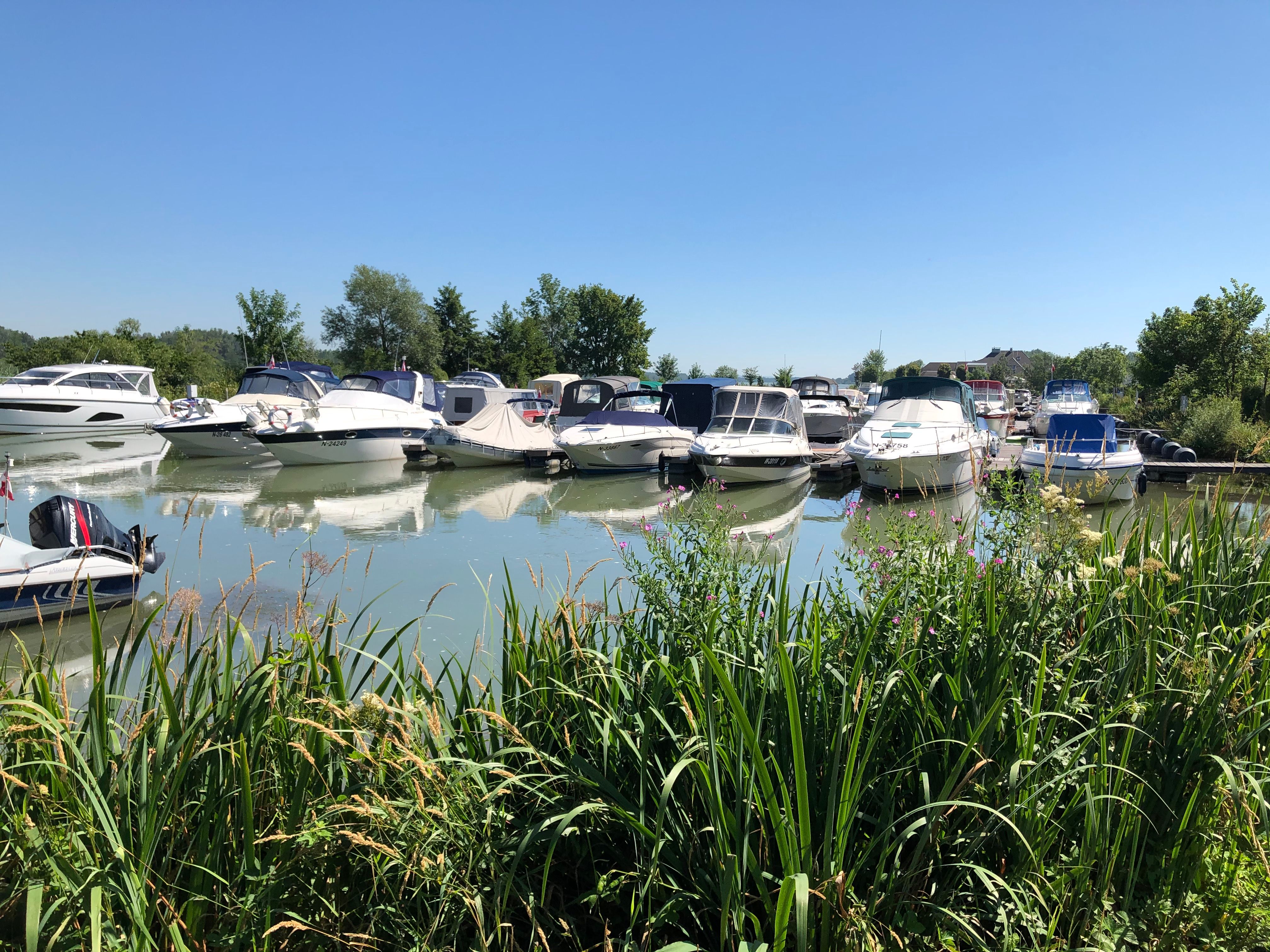 Vor Anker liegende Boote, im Vordergrund Schilf