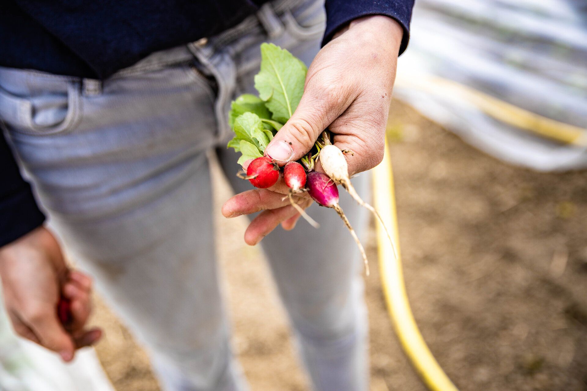 Hand hält frisch geerntete Radieschen.