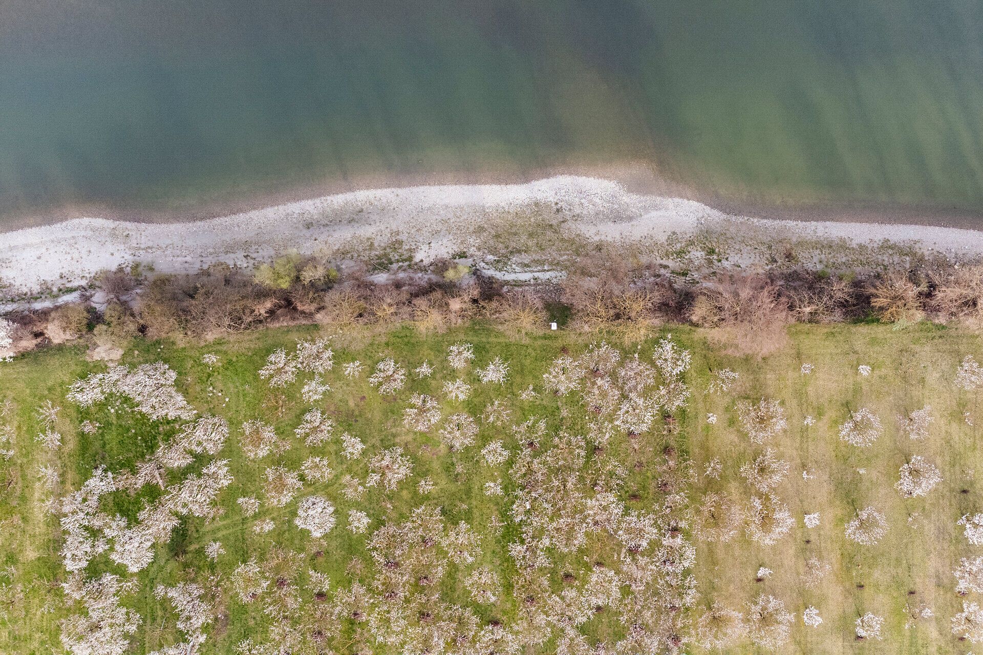 Die sanften Hügel der Wachau erblühen in einem Meer aus zarten, weißen Blüten, während die sanften Wellen des Flusses im Hintergrund leise plätschern. Diese malerische Landschaft lädt dazu ein, die frische Luft zu genießen und die Schönheit der Natur in vollen Zügen zu erleben.