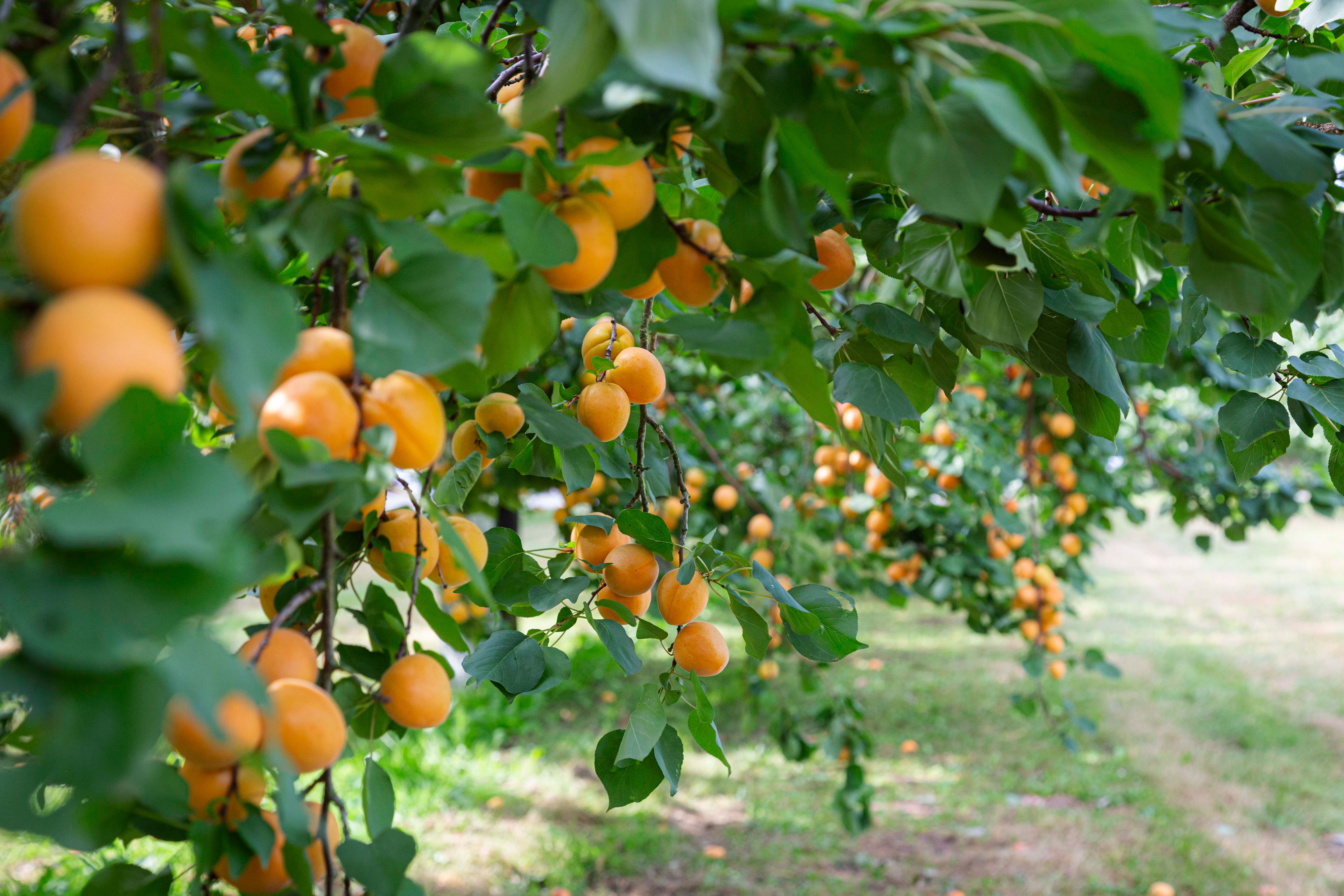 Ripe apricots on apricot trees