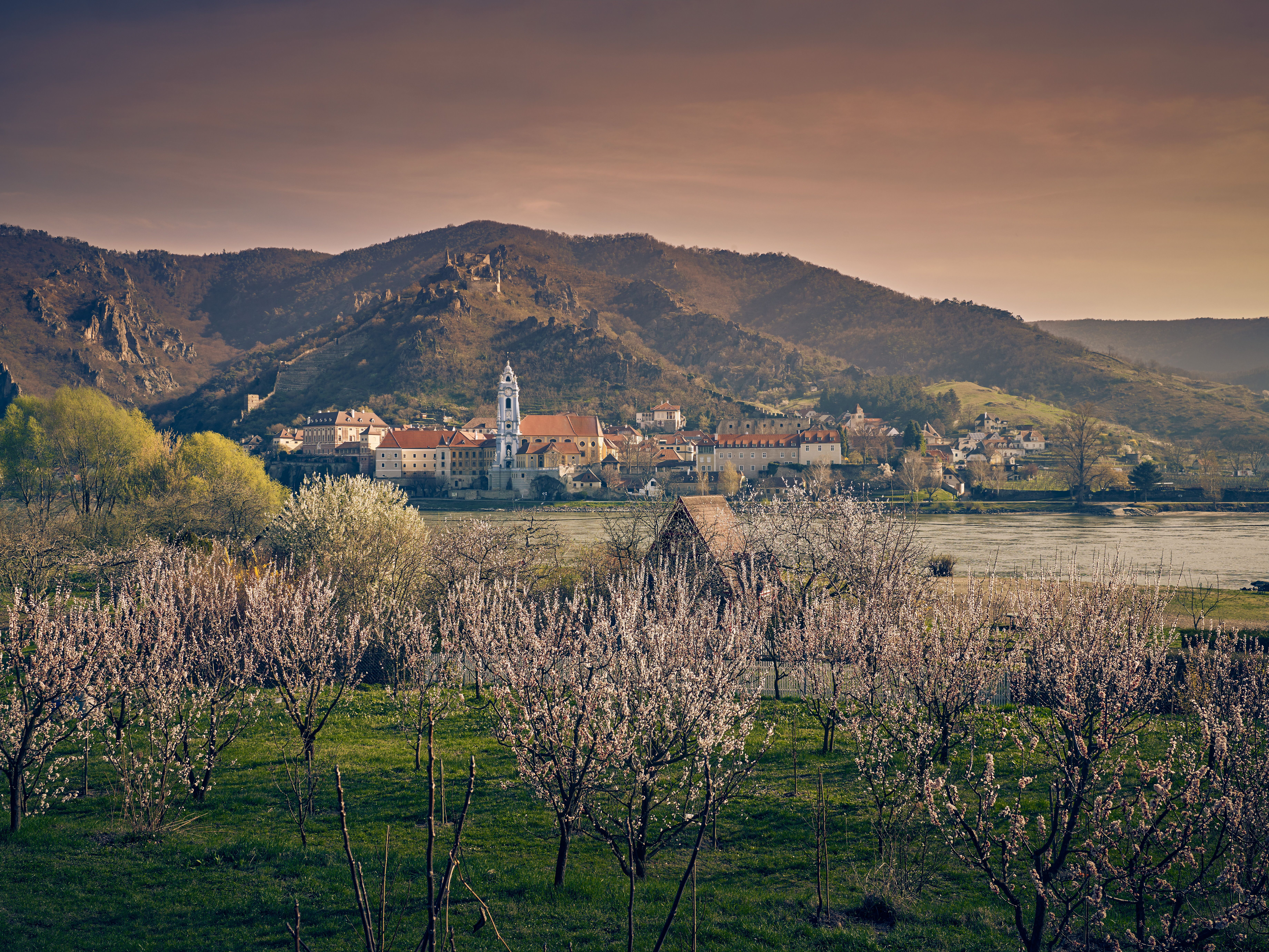 Im Frühling erblühen die Obstbäume in zarten Rosa- und Weißtönen und verleihen der Landschaft eine romantische Atmosphäre. Die sanften Hügel im Hintergrund und die ruhige Donau schaffen eine malerische Kulisse, die zum Verweilen einlädt. Hier, wo die Natur in voller Pracht erblüht, wird jeder Spaziergang zum unvergesslichen Erlebnis.
