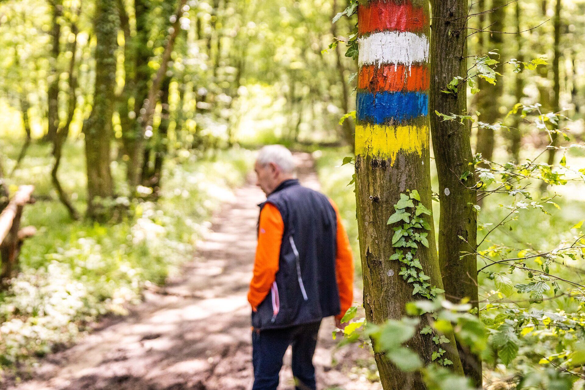 Mann auf einem Waldweg. Im Vordergrund ein Baum mit bunten Markierungen. 