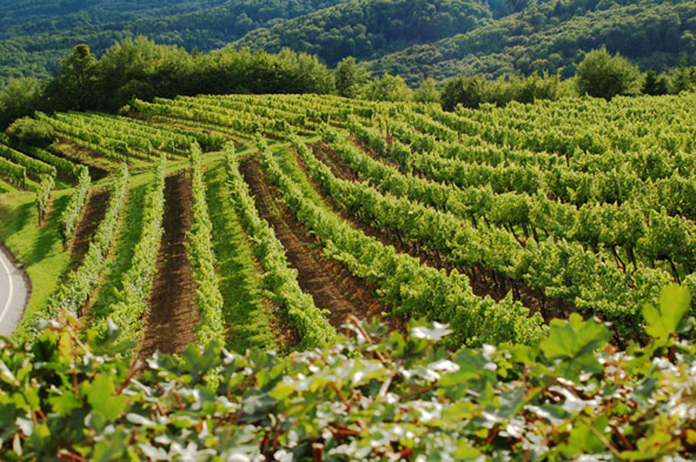 Weinberge in der Wachau mit grünen Reben und Hügeln im Hintergrund.