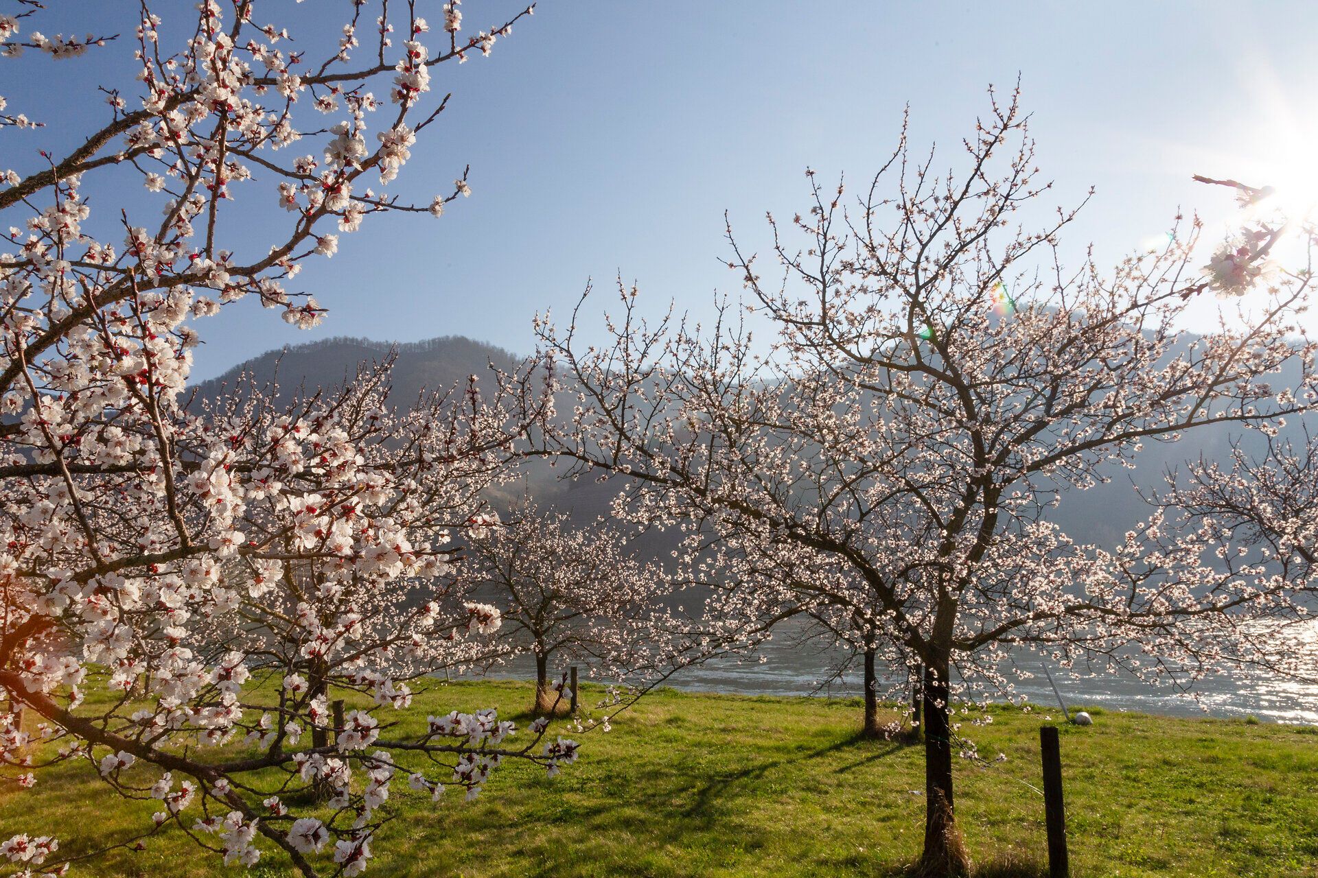 Blühende Marillenbäume mit blauem Himmel