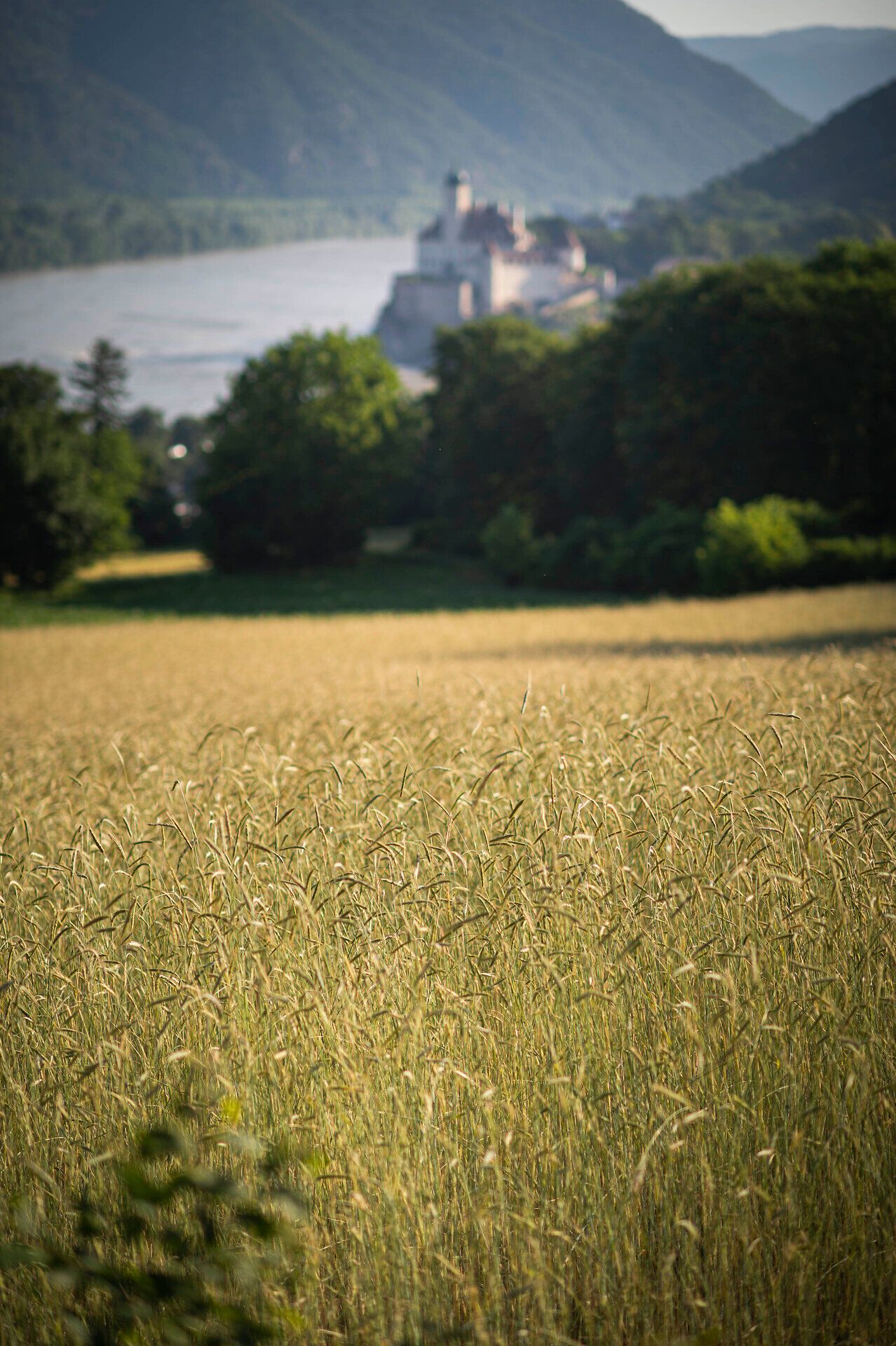 Reifes Getreidefeld mit Blick auf Schloss Schönbühel und die Donau im Hintergrund.