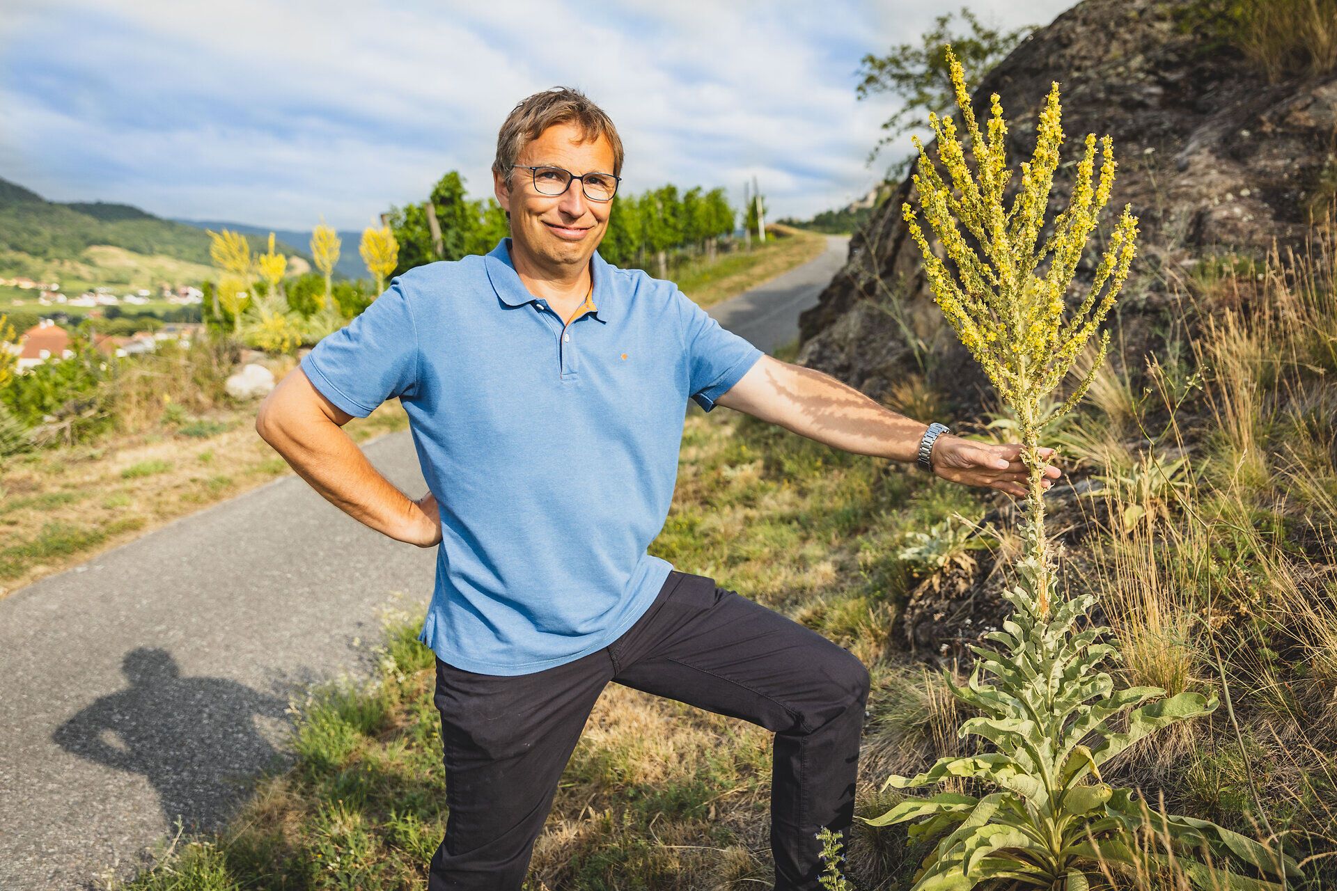 Inmitten der sanften Hügel blüht die majestätische Königskerze, die mit ihren leuchtend gelben Blüten die Landschaft verzaubert. Ein Wanderer genießt die frische Bergluft und die atemberaubende Aussicht, während er sich auf den Weg zu neuen Abenteuern begibt. Diese Szenerie lädt dazu ein, die Schönheit der Natur in vollen Zügen zu erleben.