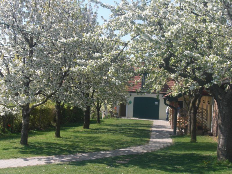 A flowering garden with cherry trees and a paved path leading to a building with a green gate.