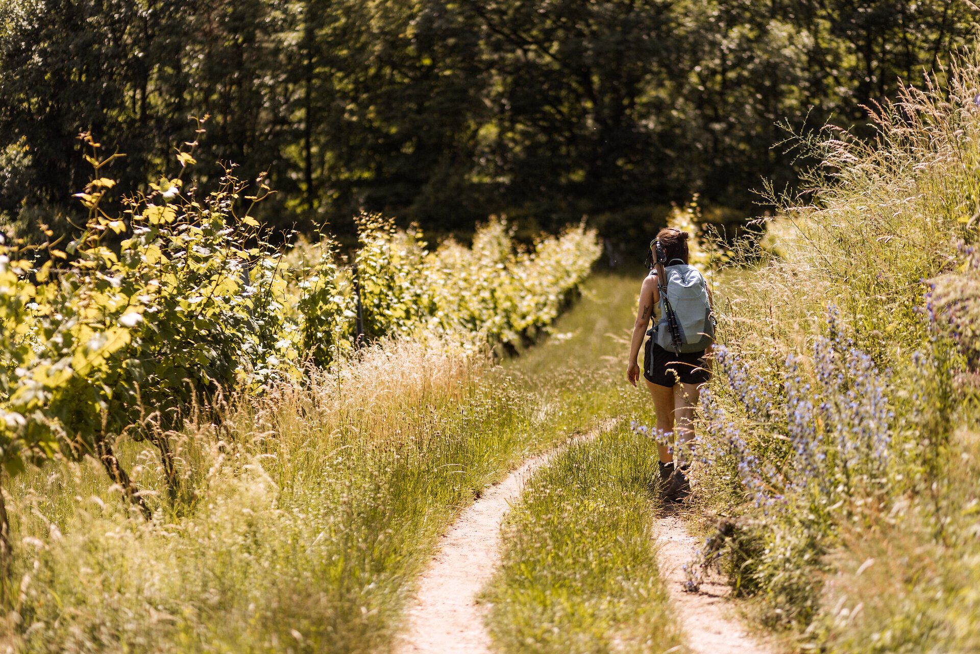 Eine Frau mit Wanderausrüstung wandert auf einem Weg neben einem Weingarten in der Wachau.