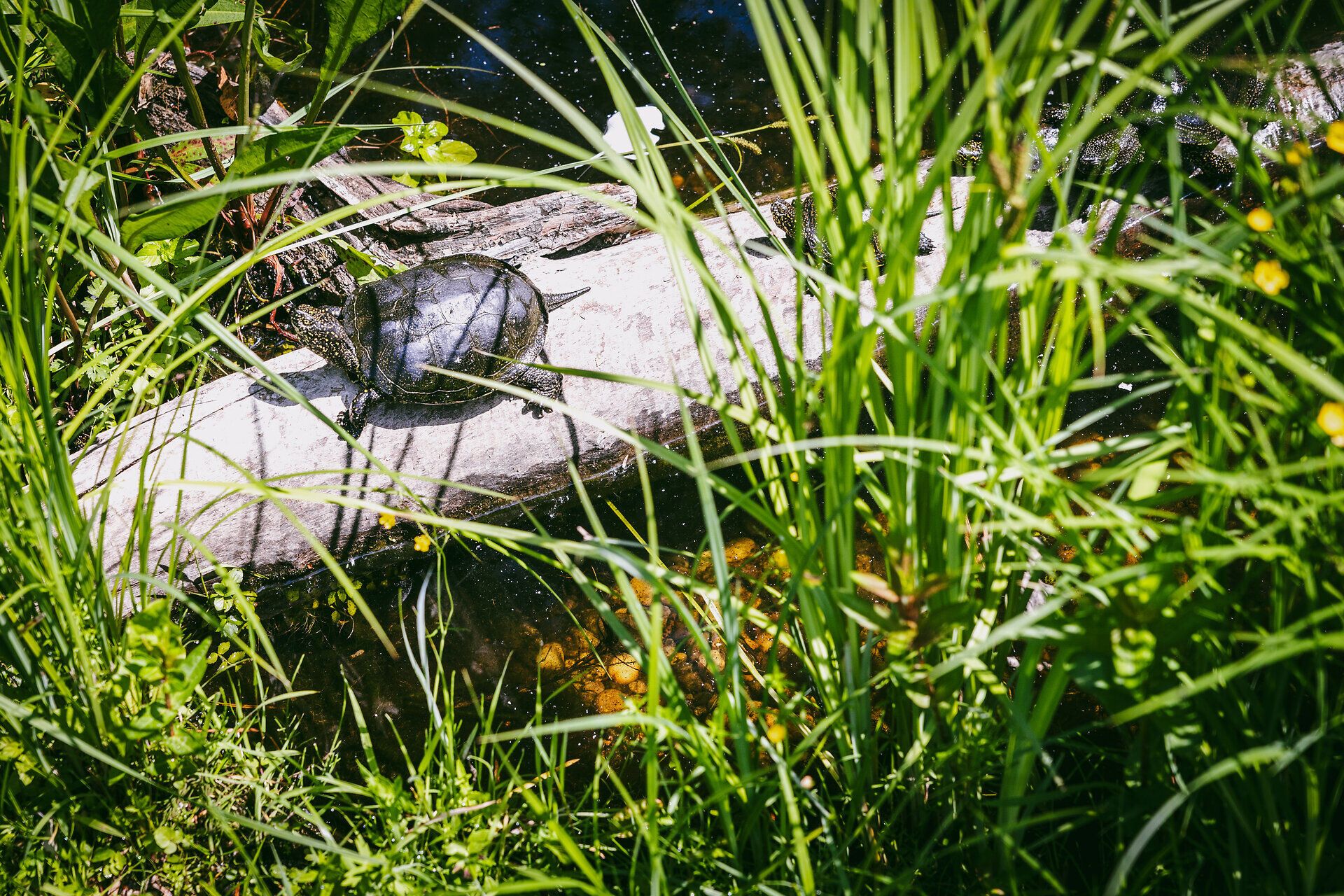 Inmitten der üppigen Vegetation des Nationalparks Donau-Auen baskt eine Schildkröte auf einem sonnenverwöhnten Baumstamm. Das sanfte Plätschern des Wassers und das Zwitschern der Vögel schaffen eine friedliche Atmosphäre, die zum Verweilen einlädt.