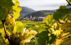 Weinreben in der Wachau im Herbst