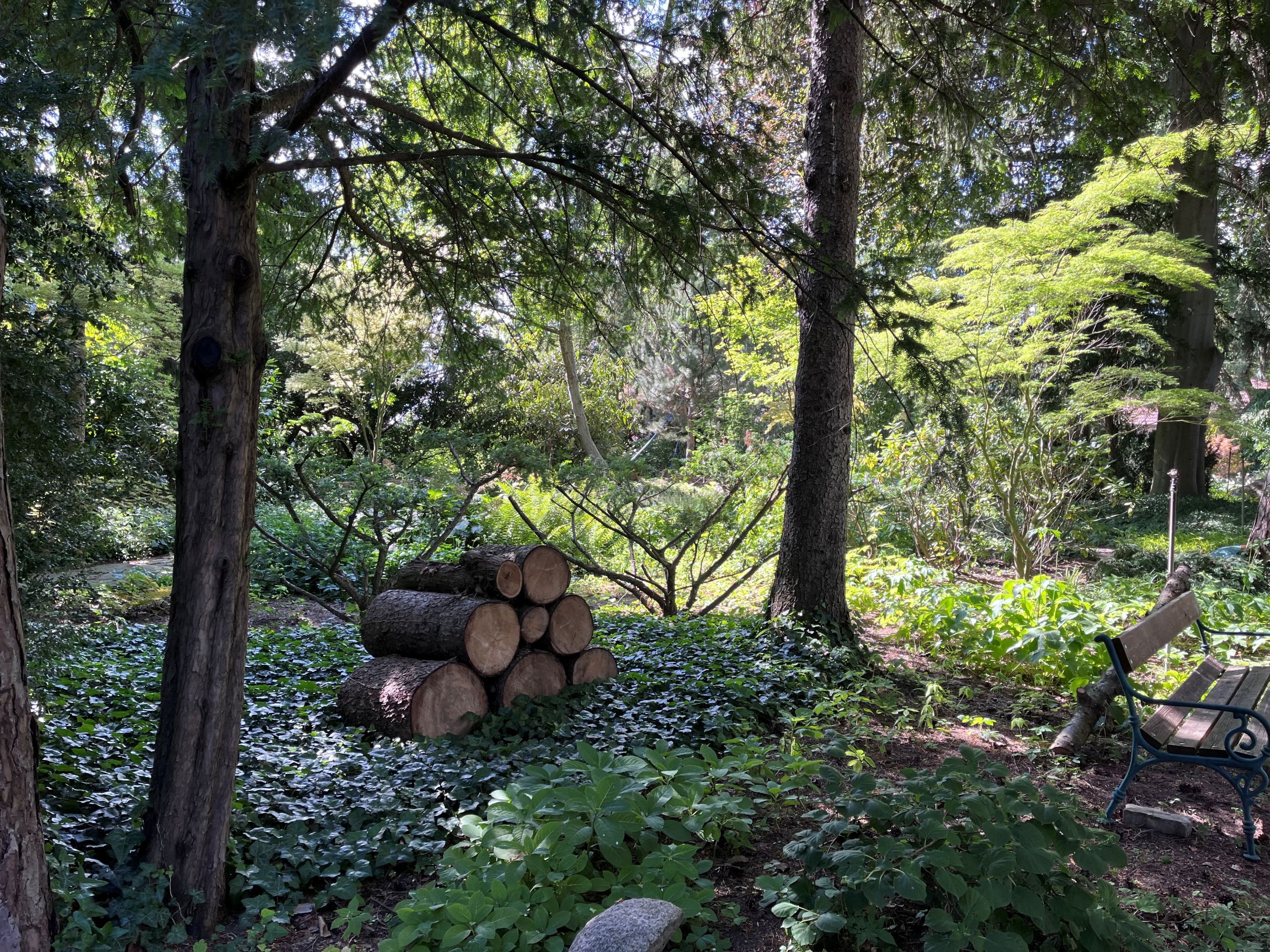 Ein schattiger Garten mit Bäumen, einem Stapel Holzscheite und einer Parkbank.