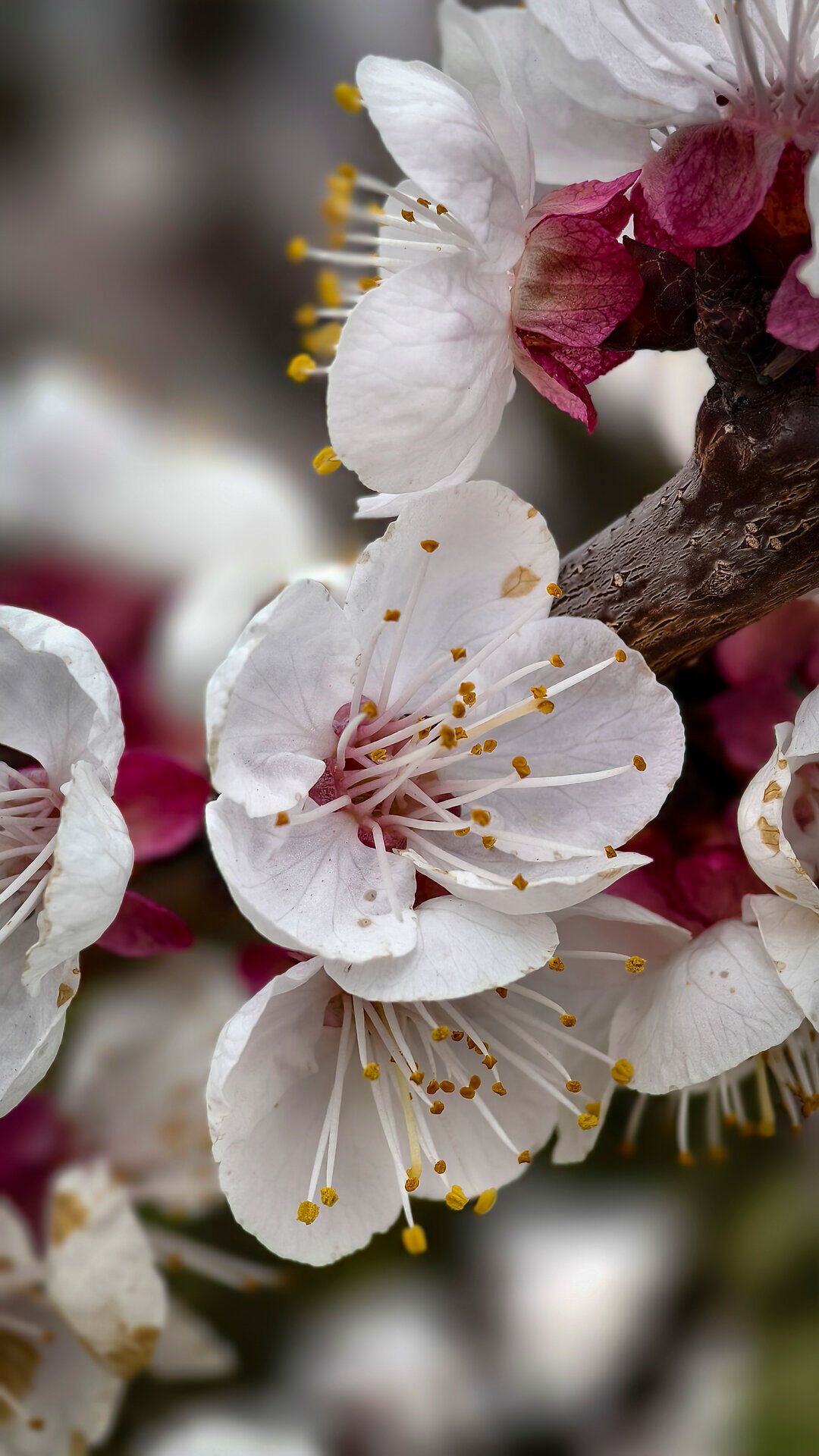 Die zarten Blüten der Marille erstrahlen in voller Pracht und verleihen der Landschaft einen Hauch von Magie. In dieser blühenden Idylle kann man die frische Luft und die sanften Klänge der Natur genießen, während die ersten Sonnenstrahlen des Tages die Blüten sanft umspielen.