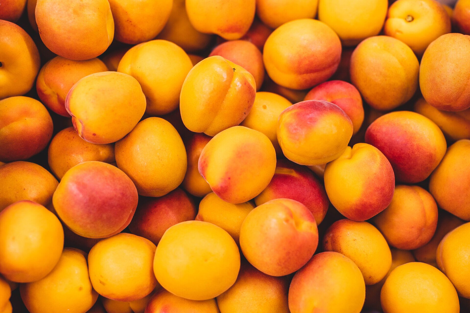 Saftige Marillen in leuchtenden Gelb- und Orangetönen laden im Sommer zum Genießen ein. Diese köstlichen Früchte sind nicht nur ein Genuss für den Gaumen, sondern auch ein Fest für die Sinne. Perfekt für die Zubereitung von traditionellen Marillenknödeln, die in der Region sehr geschätzt werden.