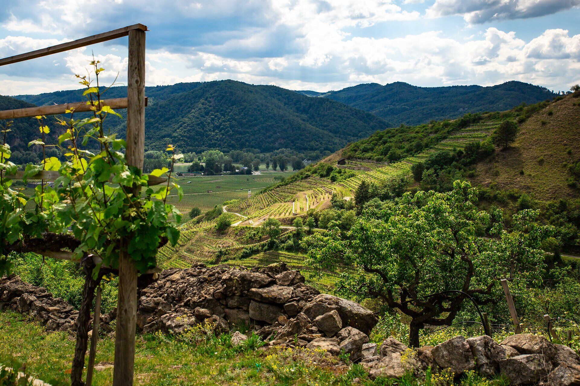 wnk_vinea wachau_ ©Pamela Schmatz(22)