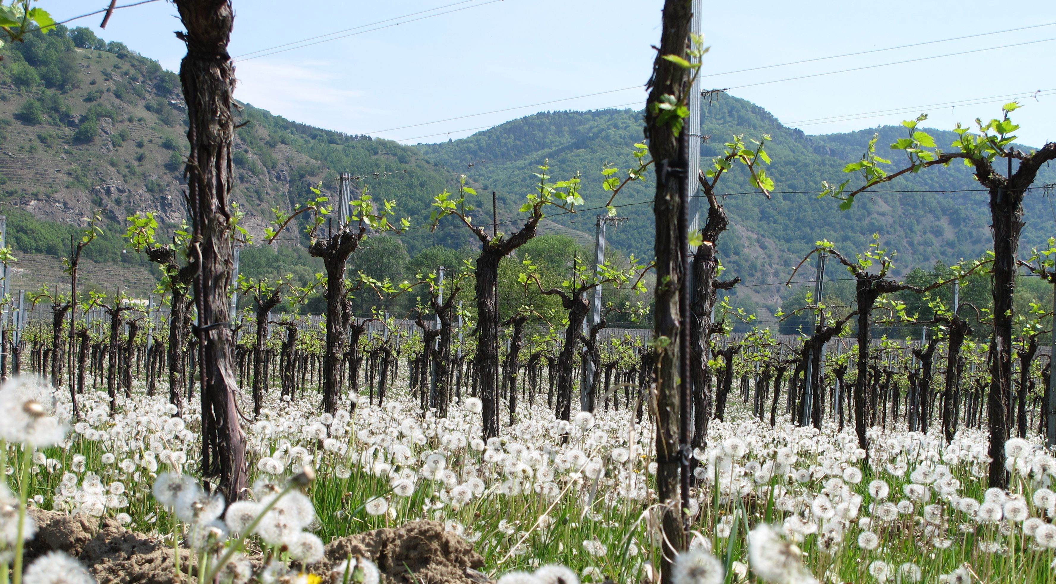 Verblühter Löwenzahn und austreibende Weinreben in der Wachau