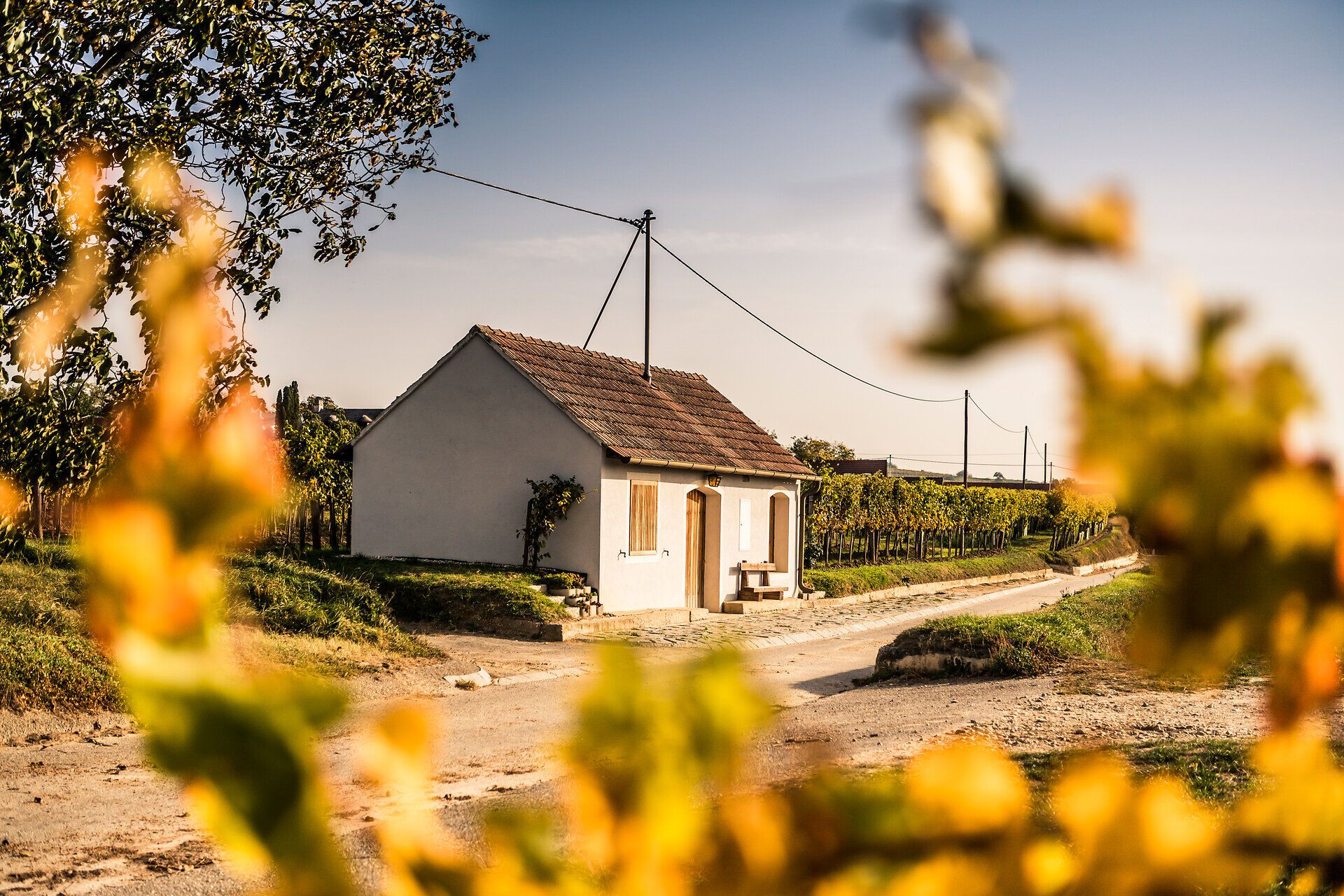 In der sanften Herbstlandschaft strahlt das Licht golden über die sanften Hügel und die Weinreben. Ein charmantes Häuschen lädt dazu ein, die Ruhe und die Schönheit der Natur zu genießen, während die Blätter in warmen Farben leuchten.