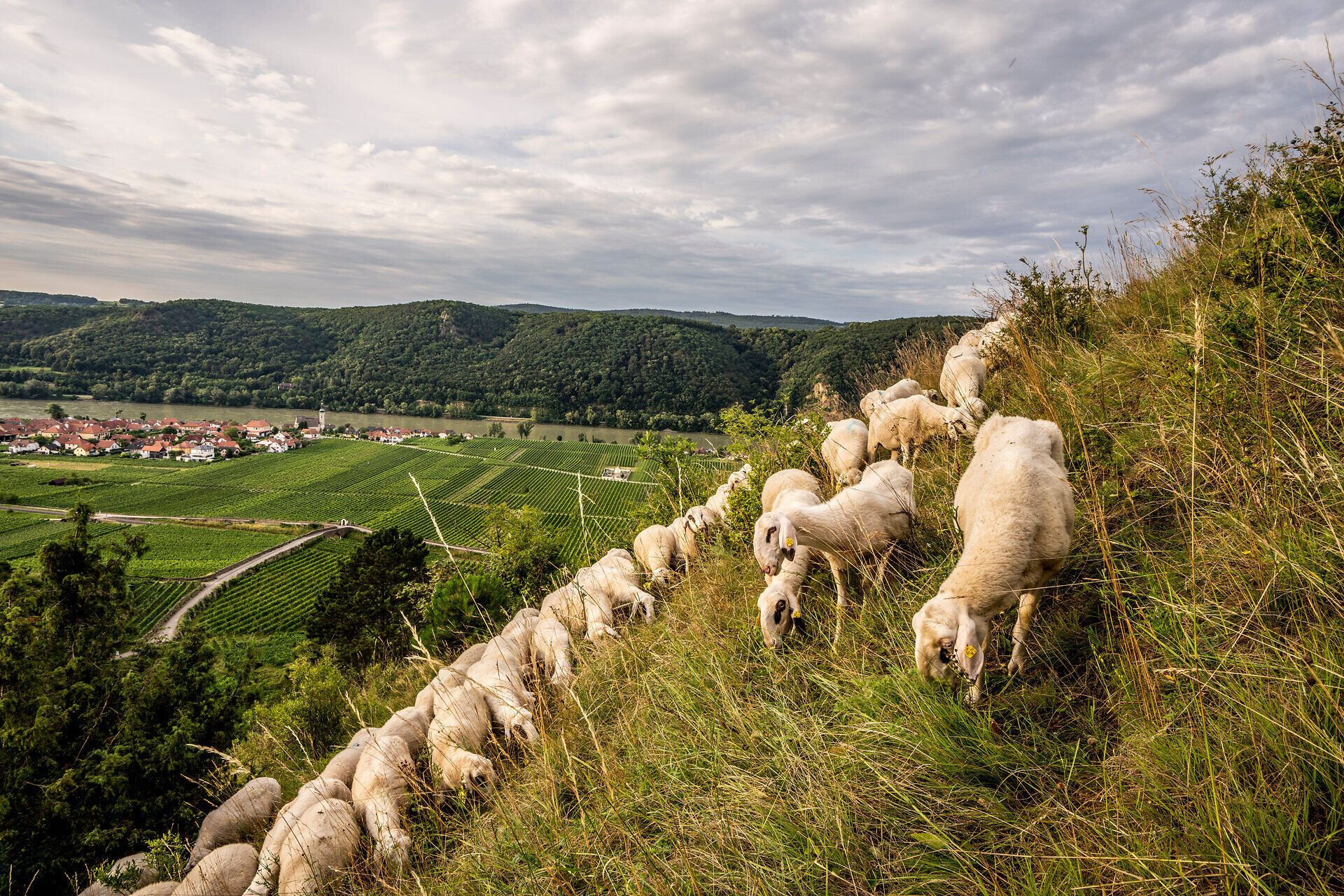 Sanfte Hügel und grüne Wiesen laden zu einem unvergesslichen Sommerausflug ein. Eine Herde Schafe grast friedlich in der malerischen Landschaft, während die Wolken sanft über den Himmel ziehen. Hier erleben Besucher die Ruhe und Schönheit der Natur in vollen Zügen.