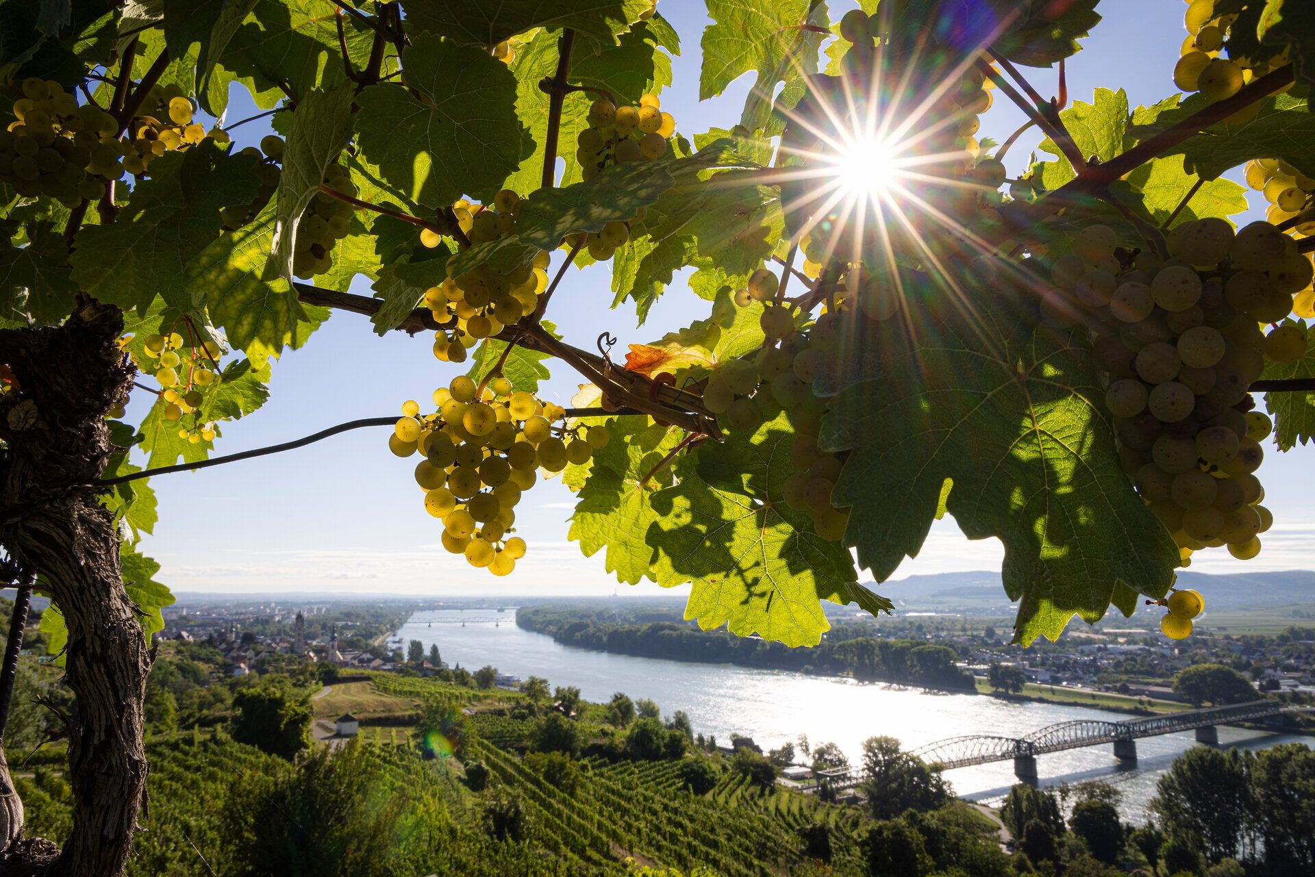 Die Sonne blitzt durch Weinreben mit der Donau in Krems