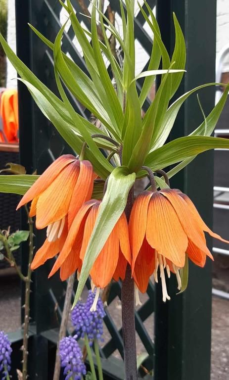 Blumen2