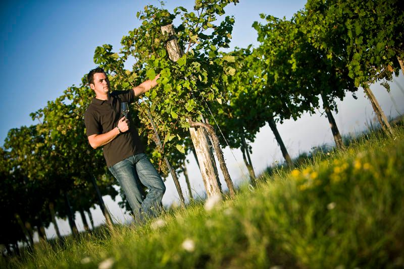 Ein Mann inspiziert Weinreben in einem Weinberg bei sonnigem Wetter.