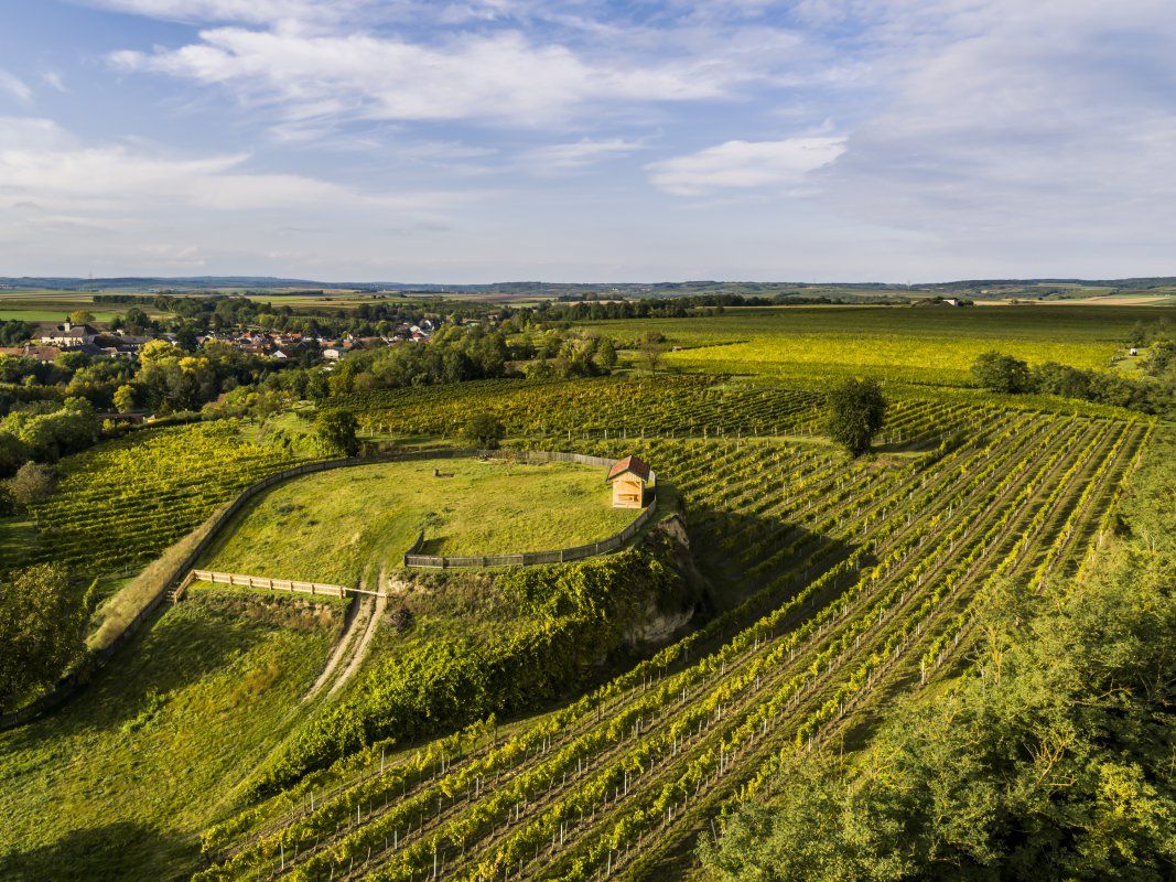 Weinlandschaft mit Weingärten und kleinem Aussichtspunkt in sanfter Hügellage.