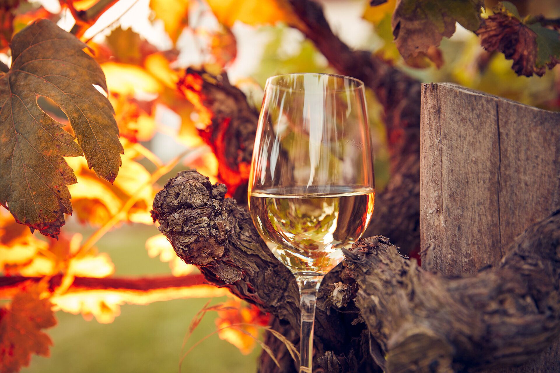 Ein elegantes Glas Weißwein steht inmitten der warmen Farben des Herbstlaubs, umgeben von den verwobenen Ästen der Reben. Die sanfte Abendsonne taucht die Szene in ein goldenes Licht und lädt dazu ein, die Ruhe und den Genuss der Weinregion zu erleben.