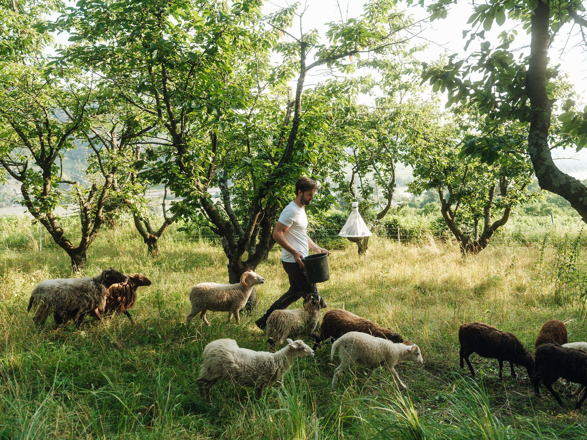 Ein Mann mit Schafen auf der Wiese