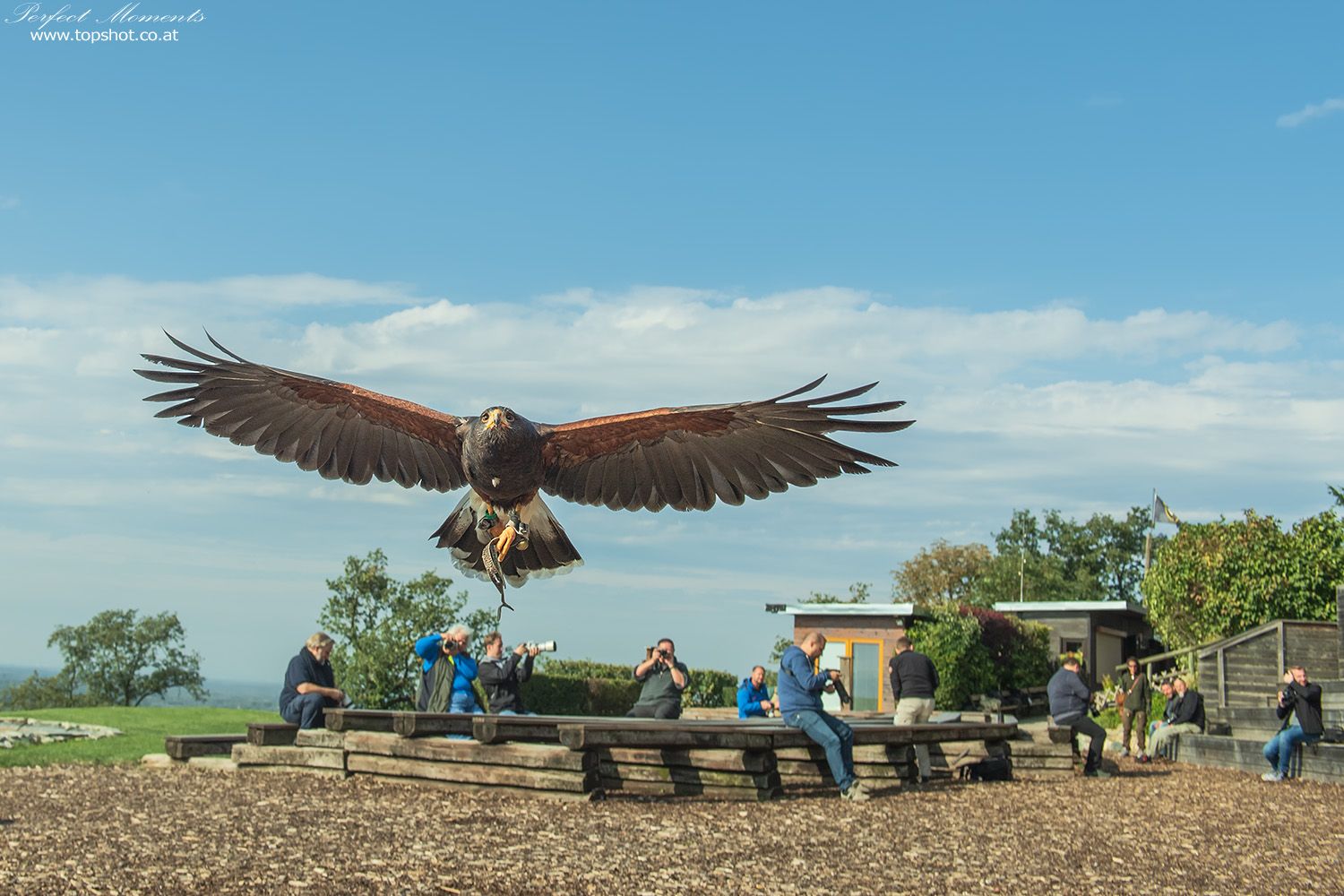 Ein Greifvogel fliegt direkt auf die Kamera zu, während Menschen im Hintergrund auf einer Bank sitzen und fotografieren.