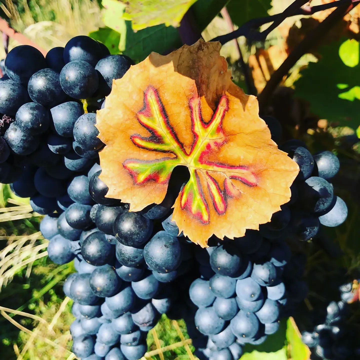 Weinbau Niefergall Wolfsthal, modré hrozny na vinné révě